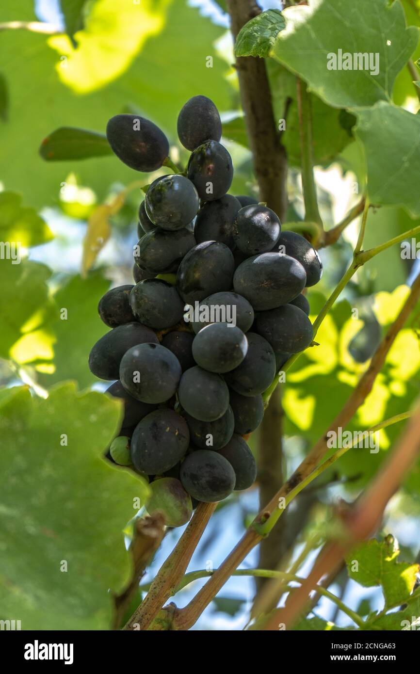Dunkelblaue Weintraube auf einem Busch, Sommerernte Stockfoto