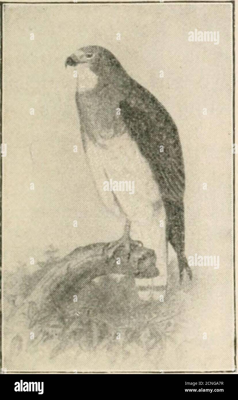 . Handbook of birds of the Western United States, including the great plains, great Basin, Pacific Slope, and lower Rio Grande Valley . wn; Oberschenkel buffybraunem; Schwanz grau, verdunkelt gegen Ende, und immer rostig an der Spitze, erzielte schwach mit schmalen dunklen Bars, immer veraltet in Richtung Basis des Schwanzes. Männlich: Flügel 14.50-16.75, Schwanz 7.50-9.00. Weibchen: Flügel 17.00-17.75, Schwanz S.2.5-10..30, Schnabel .95-1.05. Verteilung. - von Süd-Texas und Arizona Süden bis Mexiko. Verschachteln. - EINE Plattform der Zweige fast ohne Futter; platziert in Yuccatops, chaparral, oder kleine Bäume auf der Prärie. Fggs : 2 oder 3, schmuddelig Stockfoto