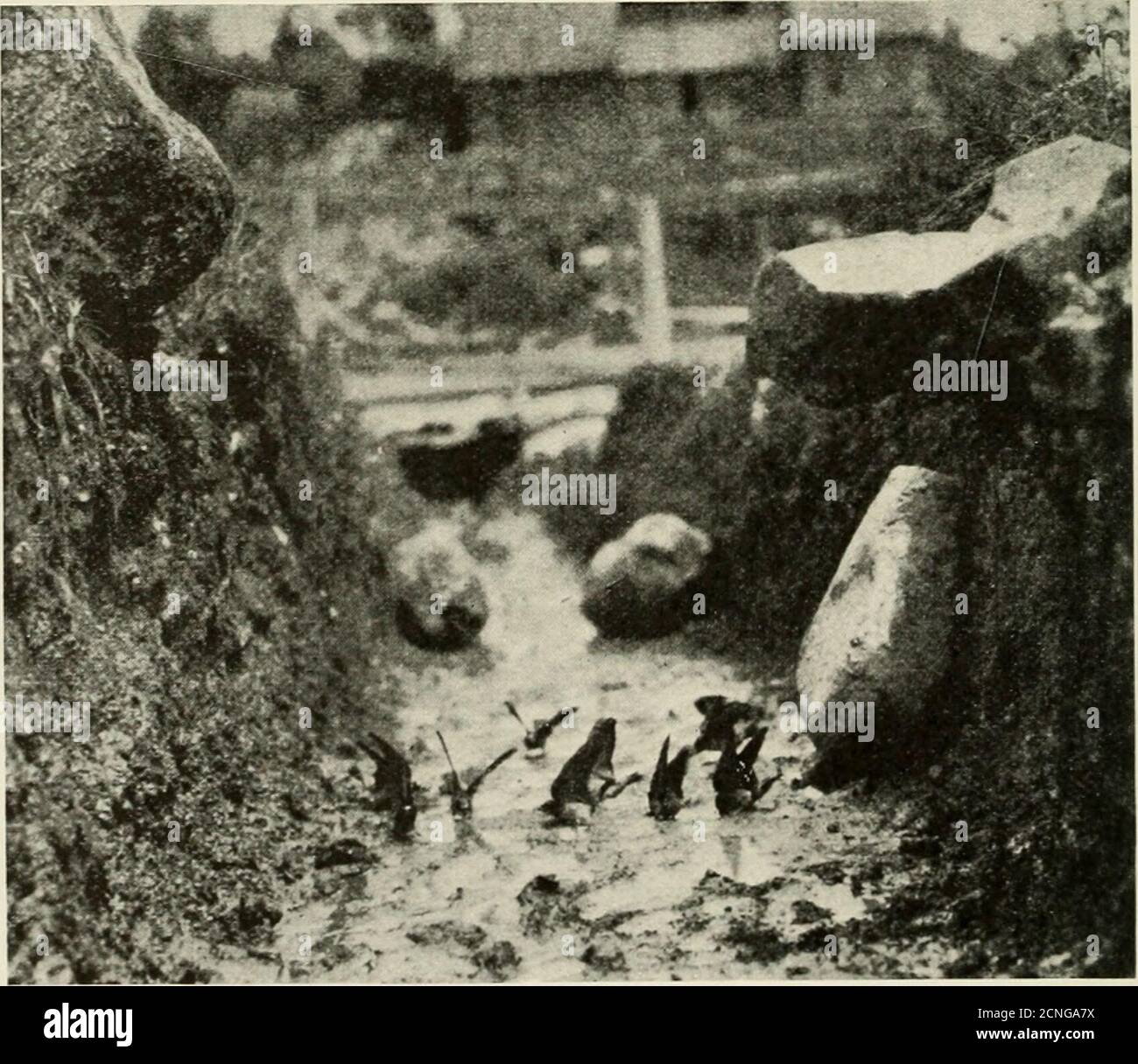 . Vogelkunde . Füße von ihnen in so vielen Minuten. Sie kamen in eifrig (137) 138 Vogel-Lore-Nachfolge, flatternd unten, Füße gefallen, bereit, sich leicht auf dem Softmud niederzulassen. In dem Moment, als die Füße den Boden berührten, waren Körper und Schwanz gut, um diese glatten Federn nicht zu beschmutzen, und die Flügel streckten sich gerade über den Rücken und flatterten fortwährend, um die Füße vor dem Versinken oder Anhaften zu bewahren. Die Maul-voll des Tones wurden schnell gesammelt, die Flügel dauernd zitternd, und bald war die Schwalbe weg. Jeder war beschäftigt, meist achtsam nur von seinen eigenen Angelegenheiten, aber ab und zu ein TIFF aufgetreten, wo zwei wa Stockfoto