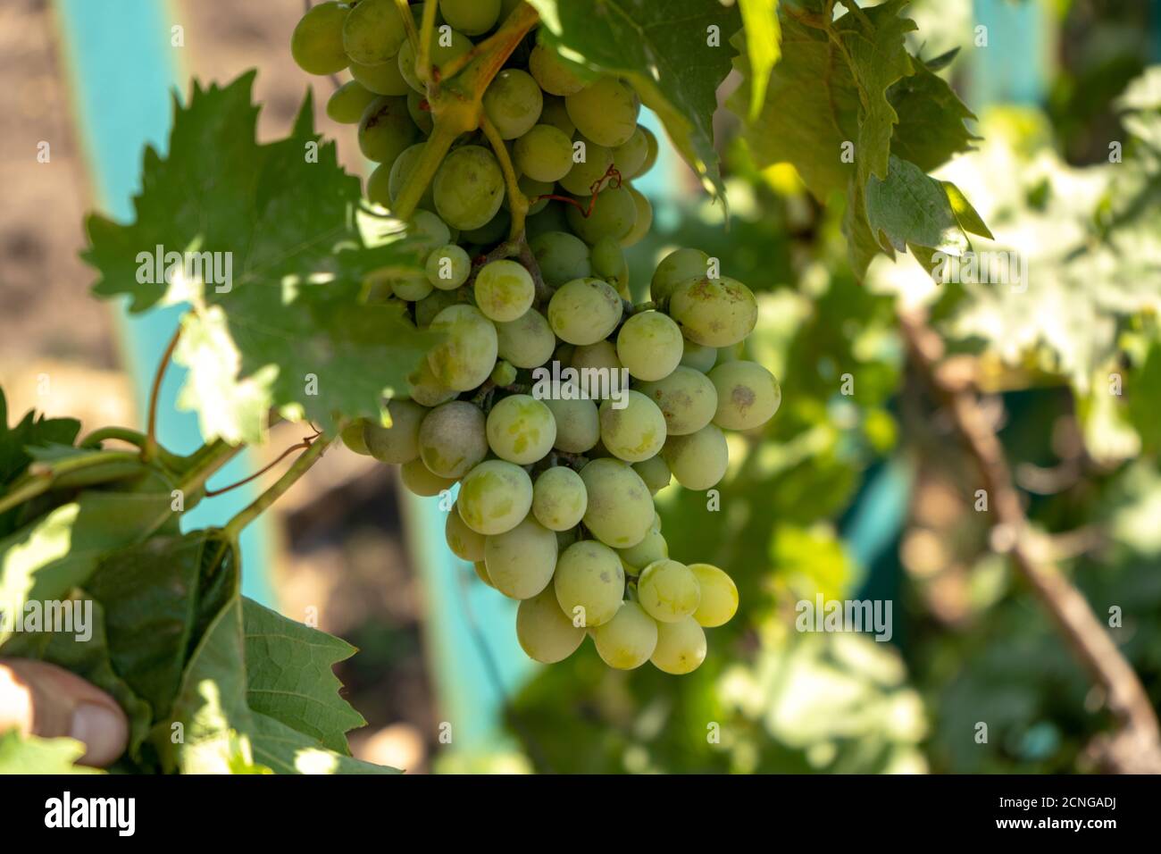 Hellgrüne Weintraube auf einem Busch, Sommerernte Stockfoto