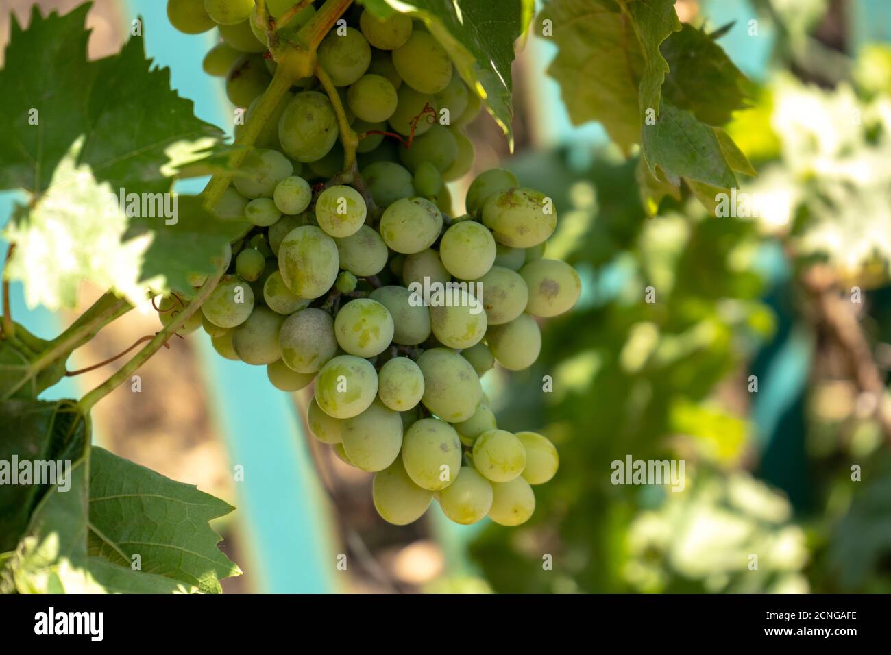 Hellgrüne Weintraube auf einem Busch, Sommerernte Stockfoto