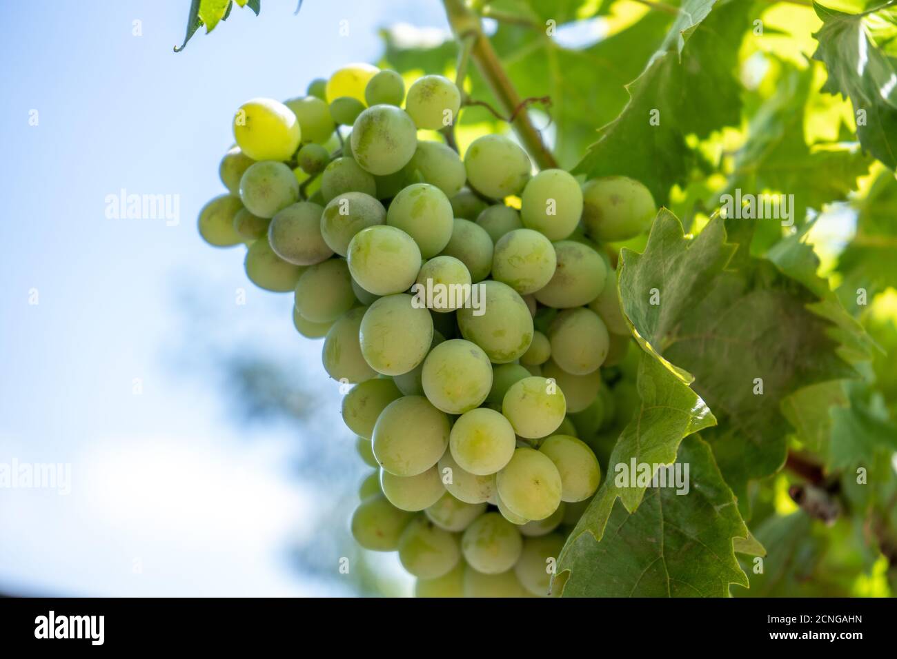 Hellgrüne Weintraube auf einem Busch, Sommerernte Stockfoto
