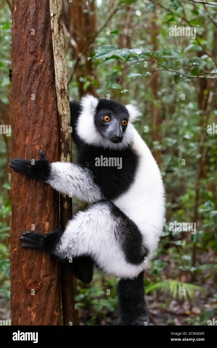 Eine schwarz-weiße Vari in der Nahaufnahme, Porträt Stockfoto