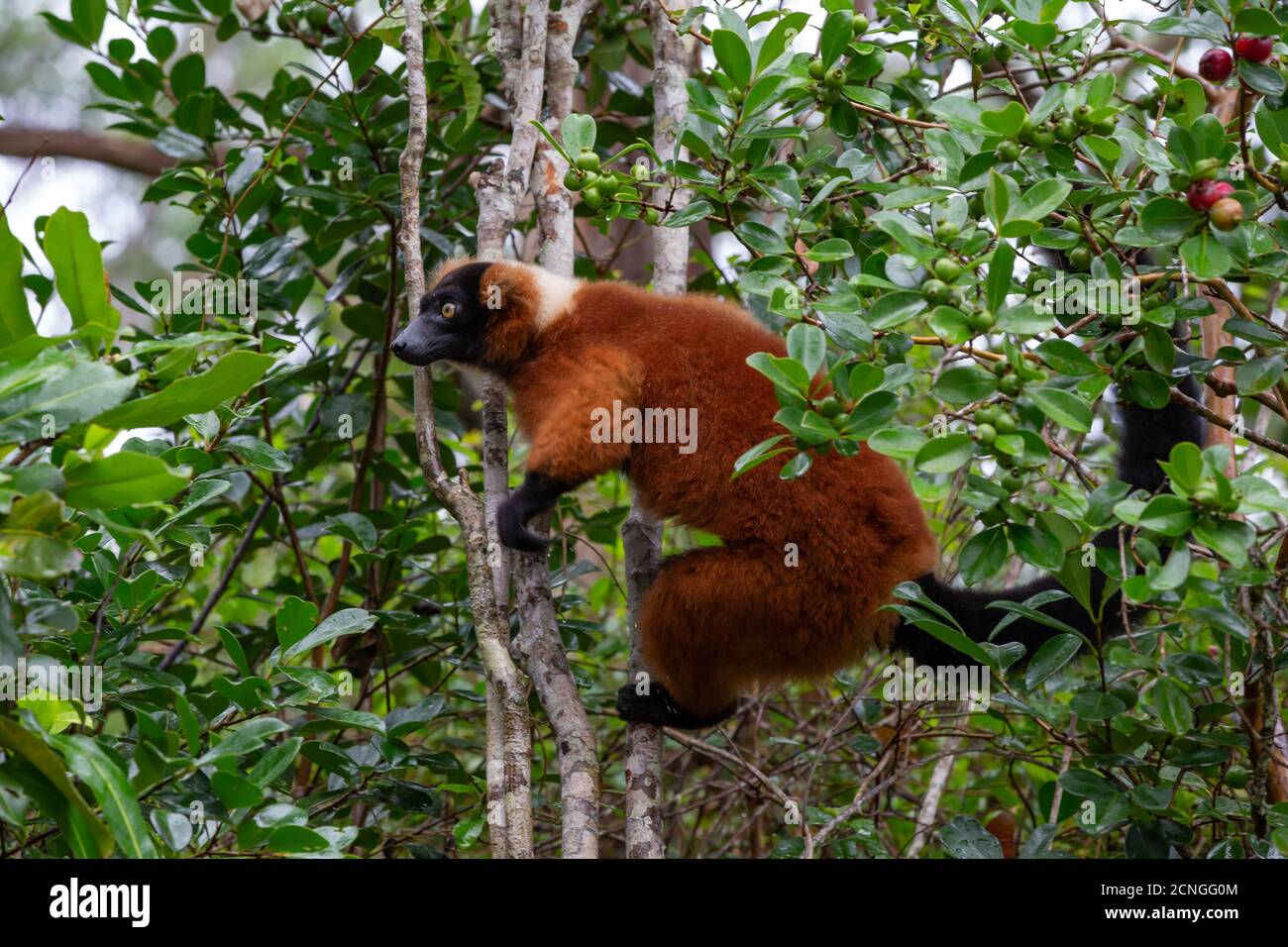 Ein roter Vari Lemur sitzt auf einem Ast von A Baum Stockfoto