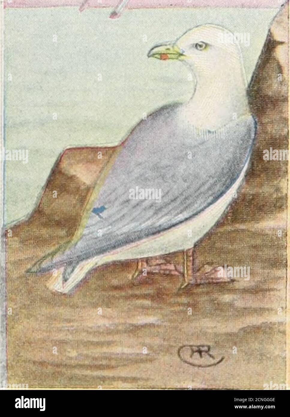 . Das Vogelbuch: Illustriert in natürlichen Farben mehr als siebenhundert nordamerikanische Vögel; auch mehrere hundert Fotos von ihren Nestern und Eiern. Stockfoto