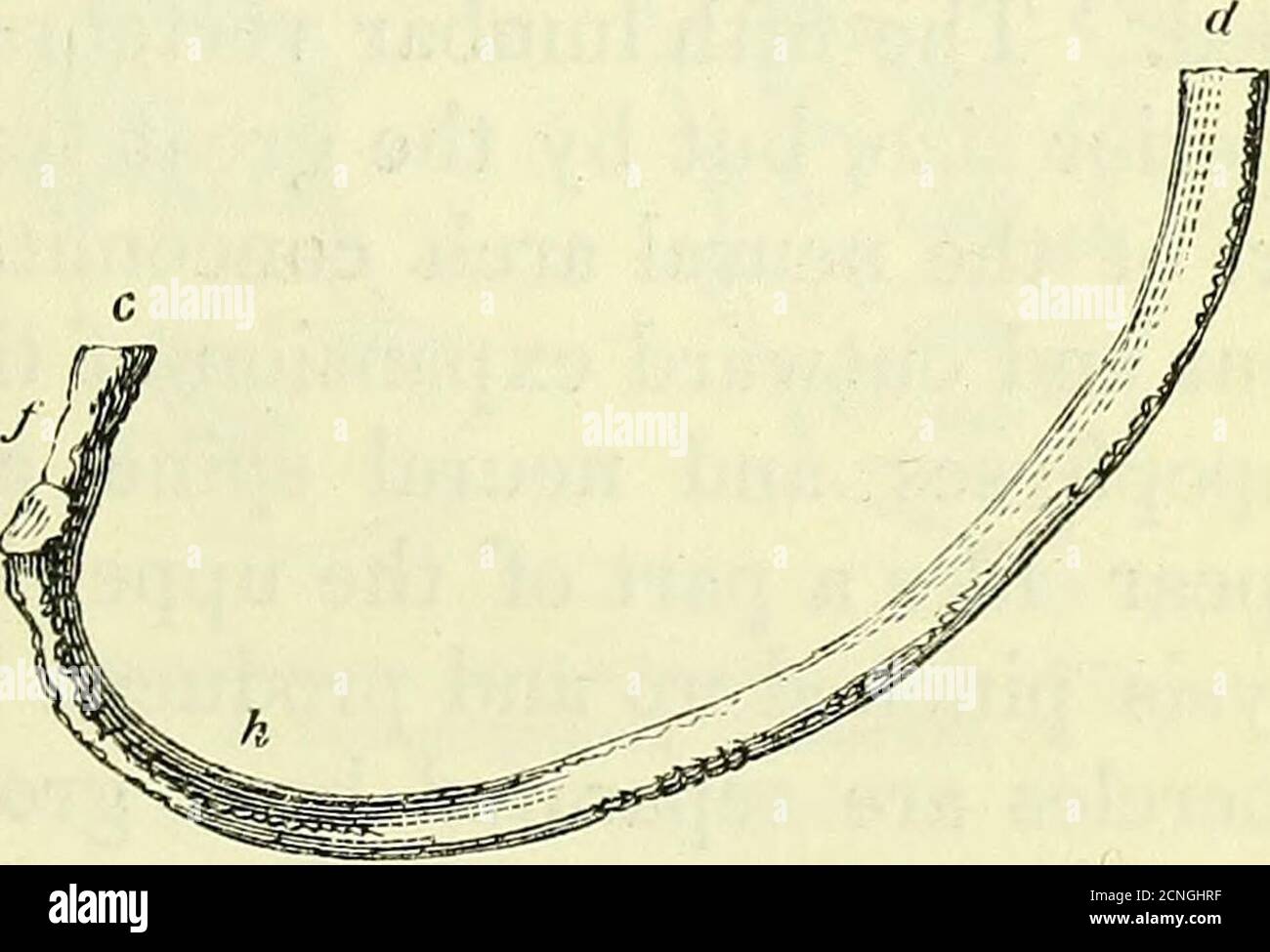 . Zur Anatomie von Wirbeltieren [elektronische Ressource] . , ib. *d *, geben epister-nal rudiments an.1 das zweite bis siebte Paar der Kostalknorpel artikuliert mit dem Sternalkörper : das zweite zwischen ihm und dem Anubrium : das siebte zwischen ihm und dem Xiphoiden Anhängsel :das erste ausschließlich zum Manubrium. Die Rippen, die sich so dem Sternum anfügen, werden wahr genannt; 365 die fünf verbleibenden Paare falsch, und von diesen die letzten beiden aref-Schwimmrippen. Die Verdrehungen der dorsalen Pleurapo-Physik oder knöcherner Rippen und deren Krümmungsgrade sind in Abb. 363, in der Lage nach tiefer Expir Stockfoto