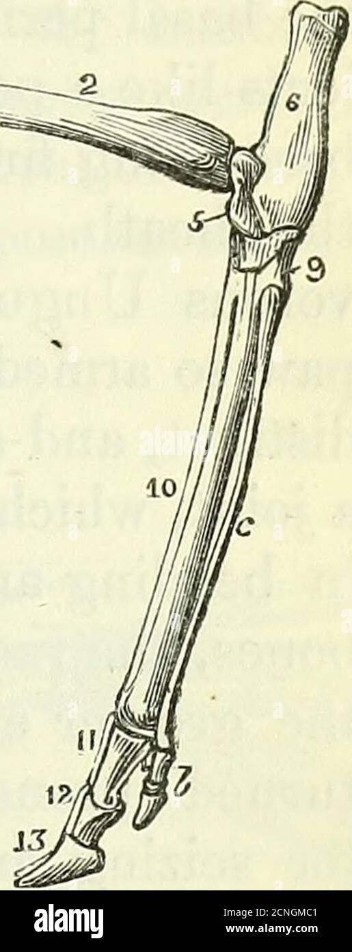 . Zur Anatomie von Wirbeltieren [elektronische Ressource] . A-Läsionen mit der Tibia in Chevrotains. Beim Rein-Hirsch, wie bei Moschus moschiferus und M. aquaticus, ragen die proximalen Enden der Fibel als kurzer stiliformaler Prozess vom äußeren Teil des Kopfes der Fibel nach unten: Bei Tragulus Napu dehntmehr als zur Hälfte die Tibia hinunter,2 und der Schaft besteht als sklöses Gewebe bei allen Wiederkäuern. Die distale Gelenkoberflächeder Tibia stellt ein Paar tiefer antero-posteriorer Kanäle dar, die durch einen quer konvexen Trakt gleichen Ausmaßes geteilt werden: Sie sind weniger schräg als im Horse-Stamm: Die in Stockfoto
