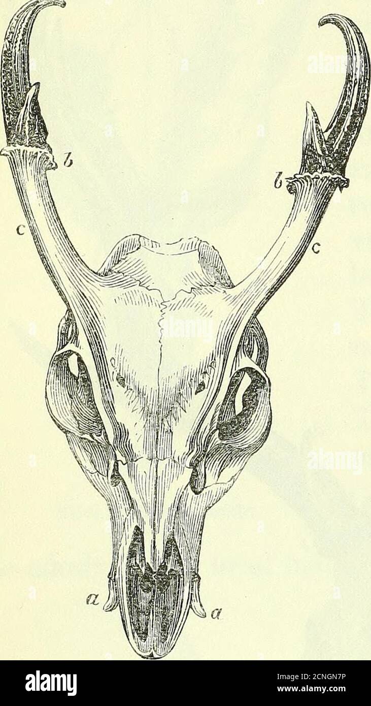. Über die Anatomie der Wirbeltiere [elektronische Ressource] . die Prämaxilla-ries. Der Erbrochene ist unter dem Karinat. Im rein-Hirsch ( tarandus) entspringen die Geweihe aus einer Inchdes Superoccipitalkamms, und die frontalen Knochen sind auf jeder Seite des Parietals proportional nach hinten ausgestreckt, wobei die Sagittalnaht ausgelöscht wird: Die frontale Naht ist persistent und ist in ihren Denkungen an ihrer sposterioren Hälfte komplex. Das große lacrymal stellt zwei Kanäle auf itsorbital Grenze und eine tiefe längliche Depression auf seiner Gesichtsoberfläche dar, über der die Leere ist, die zur olfaktorischen Kammer führt. Stockfoto