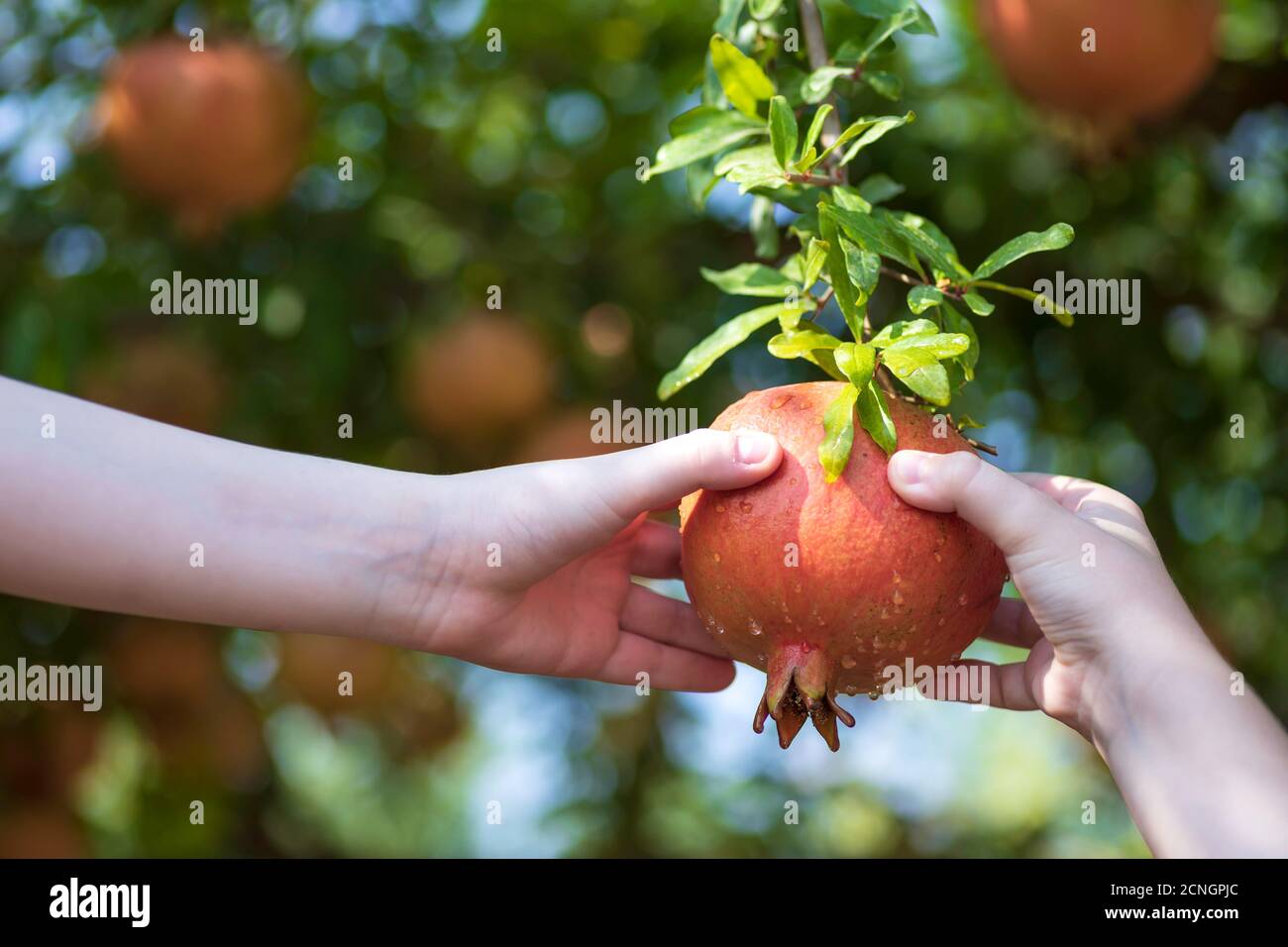 Kinderhände mit reifen Granatapfelfrüchten, die an einem Baum hängen Nahaufnahme der Zweigstelle Stockfoto