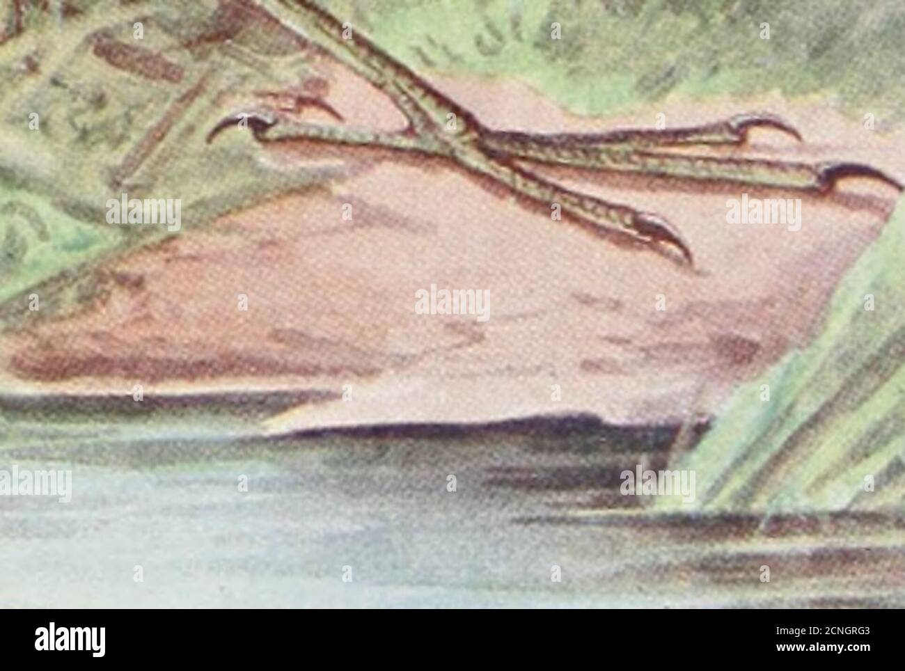 . Britanniens Vögel und ihre Nester . ■WPI,- Platte y. MOORHEN ODER VJATERHKN: Gamnii/A Chloropiis. Länge, 13 Zoll ; Flügel, 6-75 Zoll [Grall.^ ; Fulicarl^ : Rallidae.]M 96 BRITAINS VÖGEL UND IHRE NESTER. 97 das Wort Moor ■ wird in seinem älteren und etymologisch wahreren Sinne von Sumpf oder bloss verwendet.* heute wird Moor nur noch selten verwendet, außer im Sinne von Heide - verdecktes Aufland, und in diesem Sinne werden die Namen Moorcock und Moorhen manchmal auch im Volksmund auf das Rothuhn angewendet. Es ist oft vor März ist, dass die ersten Gelege gelegt wird. Das Nest ist eine gut gemachte, schalenförmige Struktur aus toten Binsen und Fahnen Stockfoto