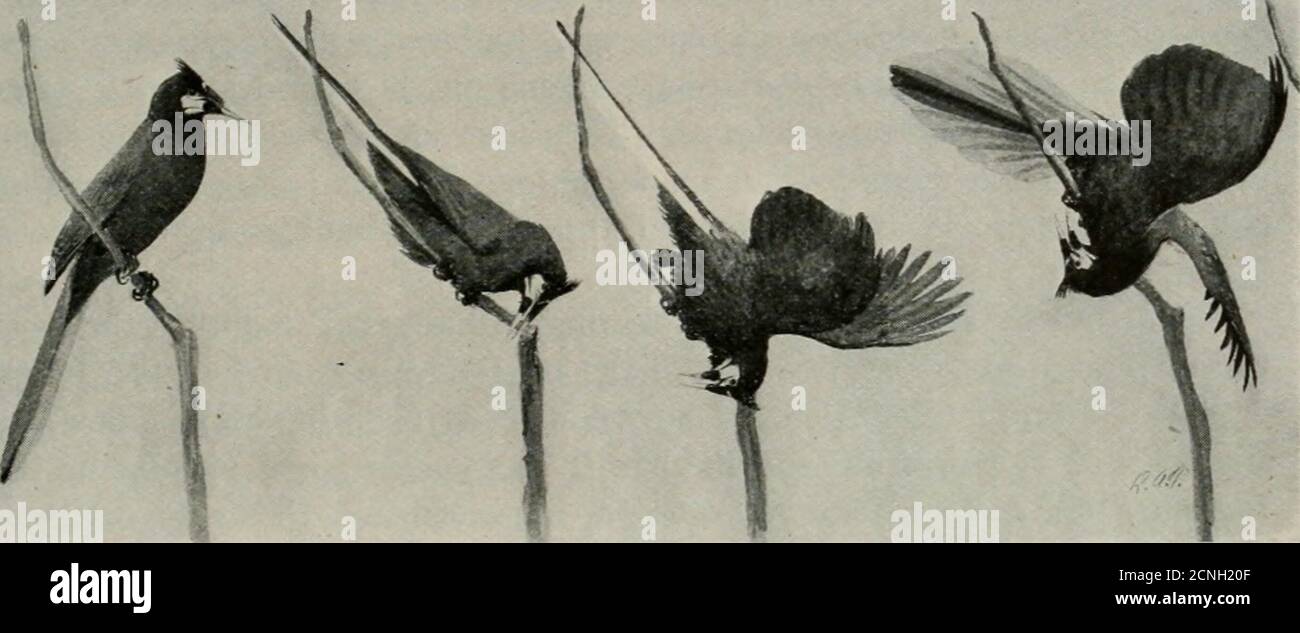 . Vogelkunde . Serie von trockenen, aufwärtsragenden Klicks oder Zweig-Schnappern, wahrscheinlich gemacht mit dem enorm starken und Hol-lowed Schnabel. Aber sein wahres Lied, um es so zu nennen, entzieht sich der Beschreibung oder Nachahmung mit allen Fallen des Dreiecksmannes im Orchester. Stellen Sie sich eine Performance vor, die nur etwa zwei Sekunden dauert, indem sie eine Handvoll Weidenstöcke abbricht, dann in eine aufsteigende Reihe von Choog-Choog-Choogs hineinläuft, in einem lauten, explosiven Keow toend, leicht hörbar auf einer Viertelmeile. Diese (96) Impressions of the Voices of Tropical Birds 97 ist nur der stimmliche Teil der Performance, und sie ist gem Stockfoto