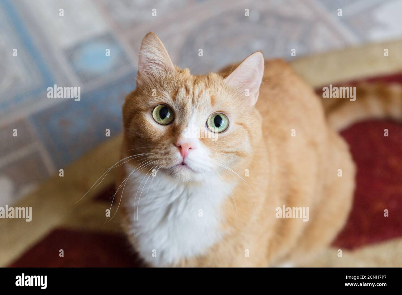 Die rothaarige Katze schaut neugierig auf. Stockfoto