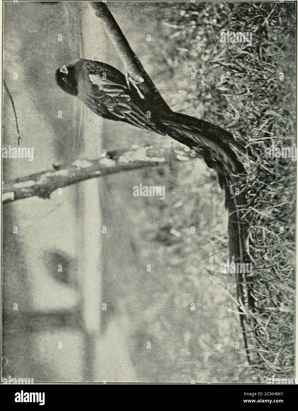 . Vogelnotizen . war die feine Sammlung von Weber, alle, außer einem, (ein Rotgesichtenweber), unvollständige Farbe und perfekter Zustand zum Zeitpunkt meines Besuchs. Hier waren alle gemeinsamen und mehrere seltene Arten in einer Voliere zusammen mit vier Arten von Kardinälen, einige Saffron-Finken, und Pekin Robins. Zu den Weavern gehörten Crimson - gekrönt, Napoleon, Taka undOrange Bishops, Madagaskar, Rot - geleitet {QueUaerythrops) und Wachsbill Weavers, mit einer halben DosenGelbe Weavers (^Hyphajitojmis) von drei (perhapsfour) Arten, einschließlich der großen Rufous - necked(^H. C7iadlat7cs) und den kleineren Schwarzkopf und Halb-m Stockfoto