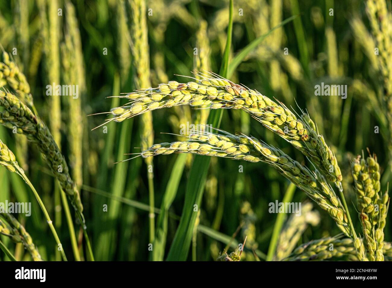 Grüne Reisohren in einem Reisfeld. Hintergrund der Lebensmittelindustrie. Stockfoto