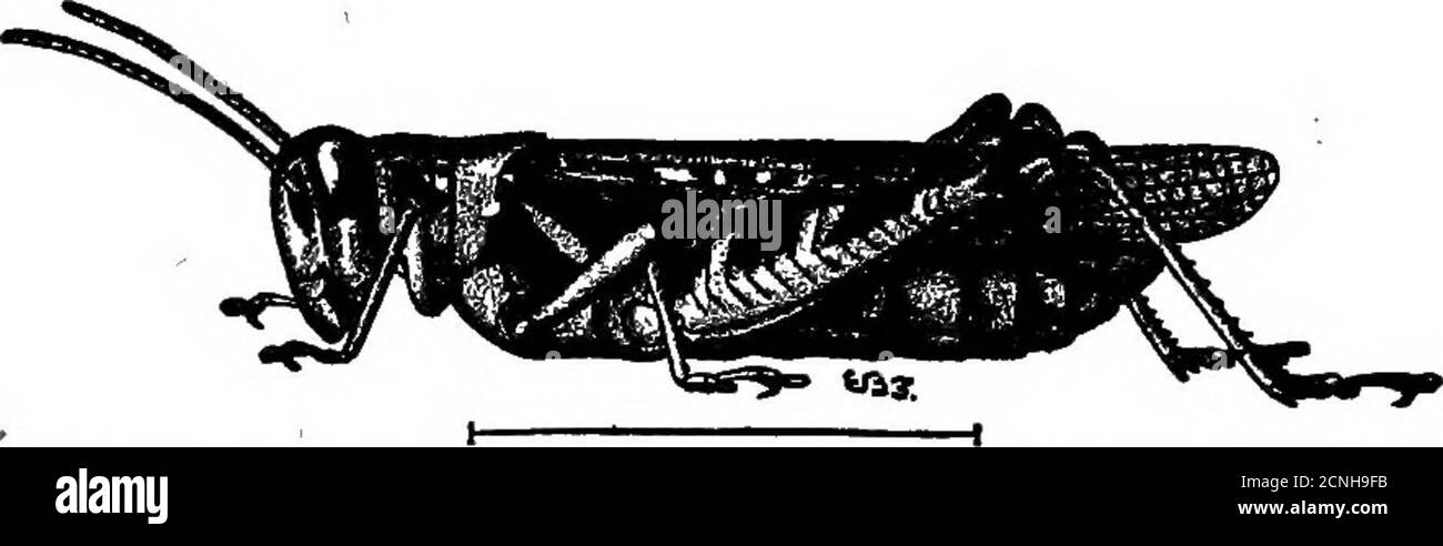 . Ernährungsgewohnheiten der Greiflinge . einer der histoischen Ausbrüche der Rocky Mountain-Heuschrecke, der blaue Greifschnabel wurde auf anderen Heuschrecken unter den Schwarmhorden gefunden, und es ist zugegeben, dass der Schädling selbst nicht übersehen wurde. Eine sehr eng verwandte Art, die im Gegensatz zur kleineren Wanderheuschrecke (BFE-lanoplus atlanis, Abb. 39), wurde aus der Magenuntersuchung identifiziert. Aber wenig Insektenfutter zusätzlich zu dem oben diskutierten wird konsumiert. Eine Fliege oder Wespe ist selten gesichert, und eine Ameise und eine Sägebelchenlarve wurden gefressen. Neben Insekten, eine kleine Menge von oth Stockfoto