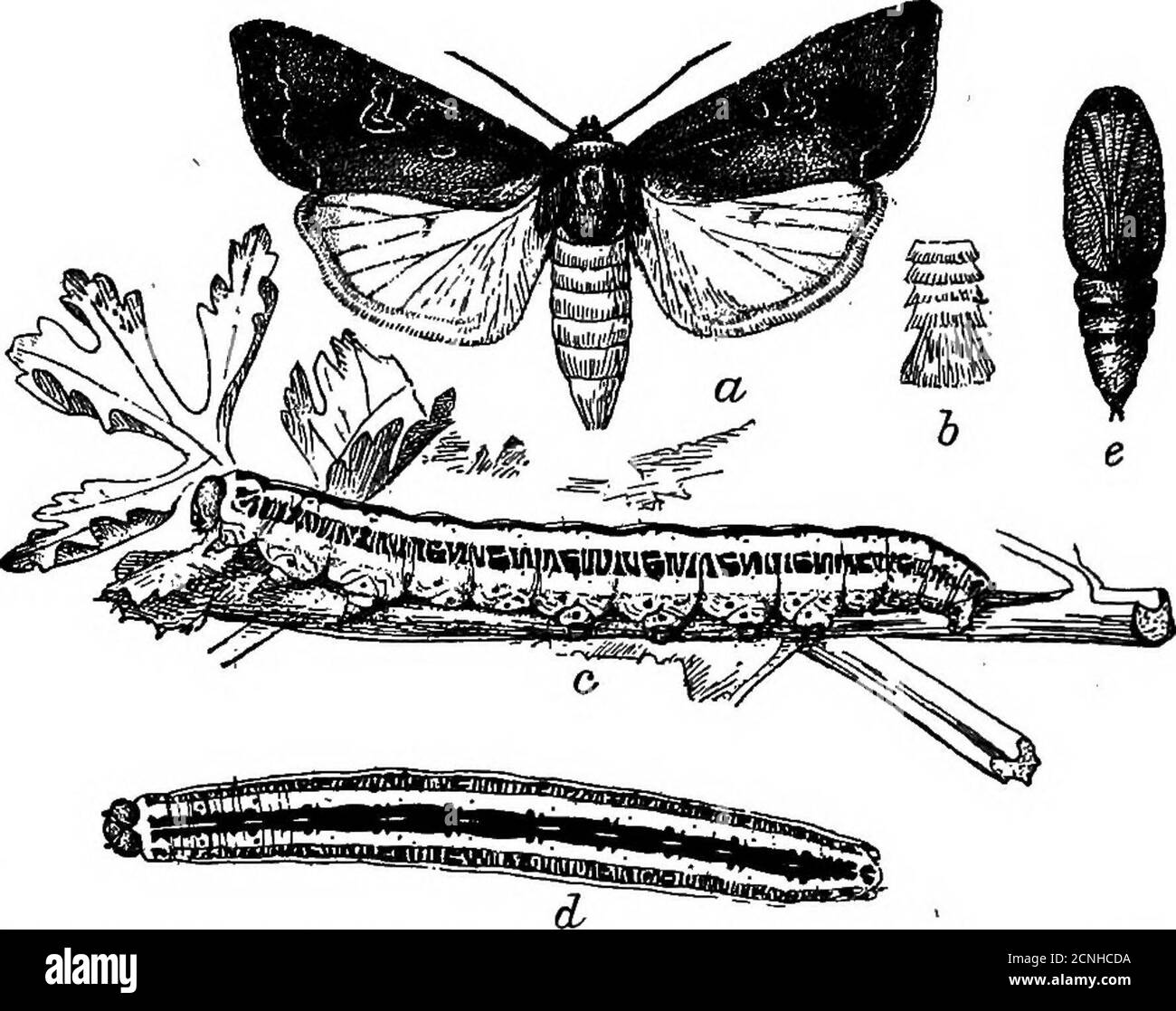 . Ernährungsgewohnheiten der Ripsschnäbel . A Wenn Abb. 9. – Baumwollschnitzel (ProdeniaomitlwgalU). (Von Chittenden, Bureau of Entomology.) INSEKTENFUTTER VON CAKDINAL. 17 bezogen auf die Heuschrecken, gehören zu der Ordnung Hemiptera, die 3.72 Prozent der Kardinäle Subsistenz liefert. Diese Heuschrecken, Ernte oder Jarflies, die die Zweige der Bäume verletzen, gehören wegen ihres lauten, vibrierenden Liedes zu den bekanntesten Insekten. Schwein. 10. – Zebra Raupe (Mamestra picta). (Aus Chittenden, Bureau of Entomology.) Ihre große Größe wQuld.seem zu verhindern, dass die meisten Vögel von capturingthem, aber 9 der Rotvögel e Stockfoto