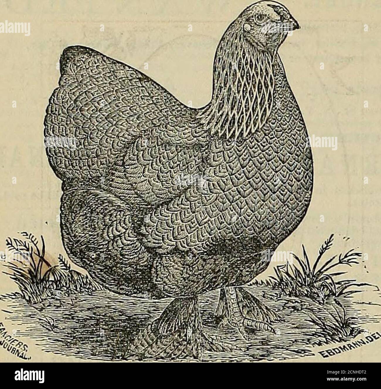 . Fanciers' Journal und Land & Wasser . n, ein Exemplar wird von der Annie oder Queen im Summit District; IlioGrande, Gold Hill; Belle of the Vest,ftJg ^ tt»Lake District; Del Norte Lode in Burrows   V11 r* CObPark; AVheel nf Fortune in Uncompahgre; Aspen inAnimas; Napoleon im Park; Potosi in Mt. Sneffles;Emma, Alamosa. Del Norte ist das Tor zum Land San Juan und seine Basis für die Versorgung. Touristen machen diese Stadt zu ihrem Hauptquartier. Eine Person mit ein paar hundert Dollar kann, wenn richtig invesred, ein Millionär werden. Adresse COCHRAN & ALEXANDER, Del Norte, Coldrado. Der Khododendron Stockfoto