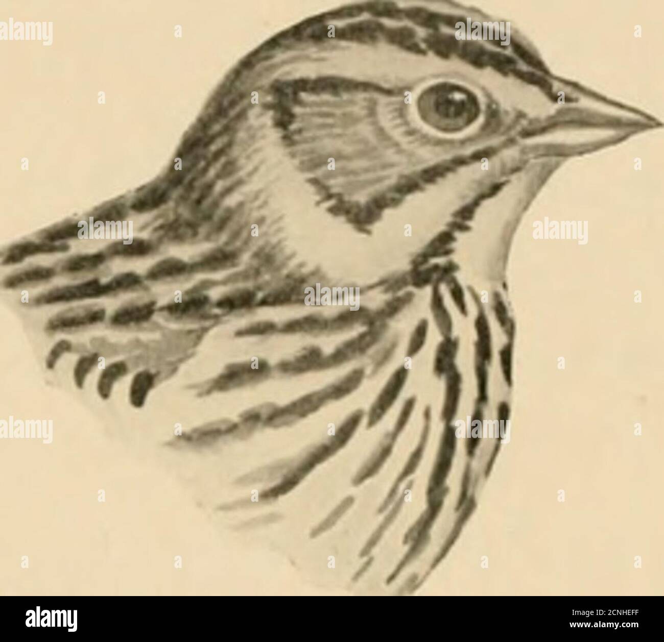 . Vögel von North Carolina . ar, aber Farbe tiefer, mehr mit ockraceous.L., 5.68; W., 2.62; T., 2.09; B., .40. (Kap., Vögel von E. N. A.) Range. - Eastern North America, Zucht von nortliern USA nordwärts. Bereich in North Carolina. - Winterbesucher tluoughout den Staat, besonders häufig unmittelbar entlang der Küste. Der Savannah Sparrow tritt^ Raleigh von Oktober bis Anfang Mai auf, in geringer Anzahl in fast jeder Grasj-Situation gefunden. Bei Fort Macon Coues 236 UiKDs OK XoKTii Carolina berichtete es als sehr reichlich überall außerhalb von Tlie Sumpf (Einstellung der samephase Stockfoto