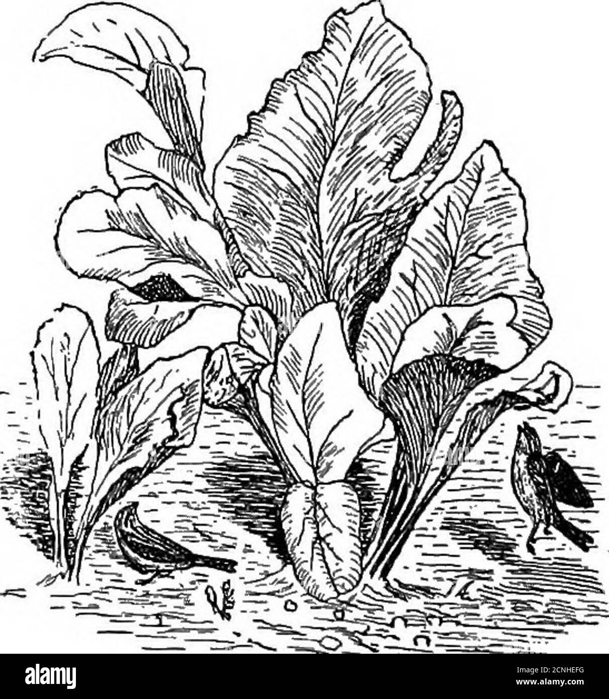 . Nützliche Vögel und ihr Schutz. Enthält kurze Beschreibungen der allgemeineren und nützlichen Arten von Massachusetts, mit Darstellungen ihrer Nahrungsmittelgewohnheiten, und ein Kapitel über die Mittel des Anziehens und des Schutzes der Vögel. Von thebraunschwanzmotte, der Zeltraupe und dem von der Tus-Sockenmotte. Nachtaktive Motten, insbesondere Arctians, und Tineid Motten werden in der Luft gefangen. Johannisbeerwürmer kommen nicht zusammen. Sie ist zerstörerisch für den Kabeljnoth und die Themen der Zeltraupe und der Waldzeltraupe.insgesamt, achtunddreißig Prozent, der Nahrung des ChippingSparrow besteht aus Anim Stockfoto