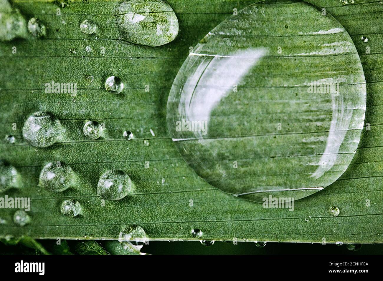 Tau-Tropfen auf einem Nahaufnahme-Blatt Stockfoto