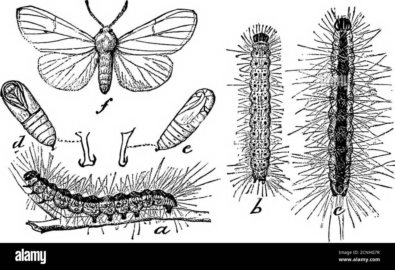 . Nützliche Vögel und ihr Schutz. Mit kurzen Beschreibungen der häufigsten und nützlichen Arten von Massachusetts, mit Konten ihrer Ernährungsgewohnheiten, und ein Kapitel über die Mittel der Anziehung und Schutz von Vögeln . lllar. SONGLJESS VÖGEL VON OBSTGARTEN UND WALD. 265 Kuckucks, der Schwarzschnabelkuckuck, ist in Massachusetts der häufigste und daher wahrscheinlich der nützlichste.Heuschrecken, Heuschrecken und andere Insekten werden oft gegessen, praktisch keine Kulturfrüchte und kein Getreide. Gelber Kuckuck. Coccyzus americanus americanus. Länge. - etwa zwölf Zoll. Erwachsene. - Bill schwarz ab Stockfoto