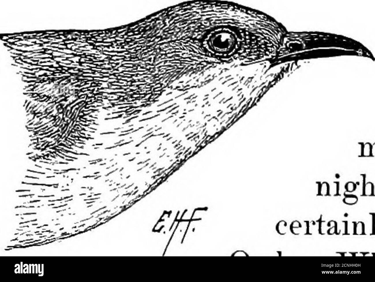 . Nützliche Vögel und ihr Schutz. Mit kurzen Beschreibungen der häufigsten und nützlichen Arten von Massachusetts, mit Berichten über ihre Ernährungsgewohnheiten, und ein Kapitel über die Mittel der Anziehung und Schutz von Vögeln. Grau, mit glänzenden bronzy Reflexionen; unten, weiß; Bill schwarz; kleine weiße Spitzen für alle außer den beiden zentralen Schwanzfedern.Nest. - Sticks lose zusammen in einem Busch, Weinstock oder niedrigen Baum.Eier. - grünlich-blau.Saison. – Mai bis September. Der Schwarzschnabelkuckuck ist in den meisten Bundesstaaten verbreitet. Es sucht die buschigen Grenzen von Bächen, Teichen, niedrigen Wäldern und Sümpfen. IT i Stockfoto