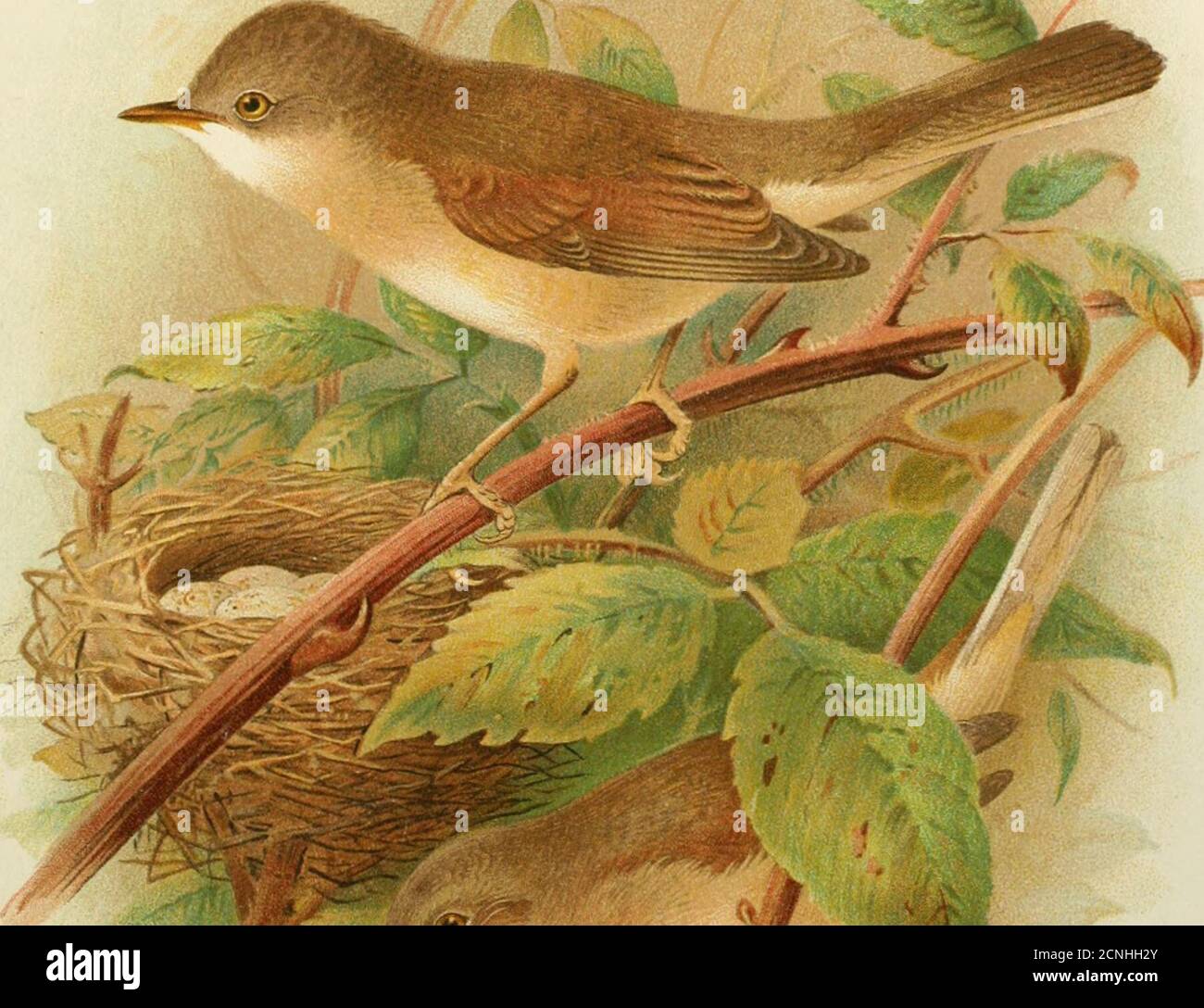 . Vögel von Großbritannien und Irland . • ^- ¥ Whitethroat J i%,9Platte 16. Der Whitkthroat. 63 Nest ist immer fadenscheinig, denn ich habe Beispiele genommen, die fast so stämmiges wie der eines Sägewaldsängers gebaut sind; Auch ist das Nest immer in so apparentl}^ gefährliche Aneinanderreihung als ein Bündel von Brennnesseln gelegen, denn ich habe es oft von der Spitze einer Clippedhawthorn Hecke teilweise mit Efeu überwuchert genommen; Aber es ist am meisten freppientl} gefunden unten in der Bramble oder dicht, aber lockere Vegetation und öfter als nicht in der Nähe des Fußes der dicken Weißdornhecke. Das Nest ist in der Regel Hghtl}- aus getrockneten Stielen von Pflanzen und Gra gebaut Stockfoto