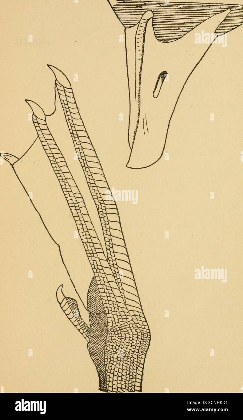 . "Jeder Vogel;" ein Leitfaden zur Identifizierung der Vögel von Wald, Strand und Meer. Mit hundertzwanzig-zeiligen Abbildungen . RUDDY ENTE. 172 MEERESVÖGEL. Nr. 166. KANADAGANS. Gattung: Branta. Art: B. canadensis. Verteilung: Ein häufiger flüchtiger Besucher. Anreisedatum: IVIarch und April. Abreisedatum: Oktober bis November. Allgemeines Gefieder: Obere Teile bräunlich, Schwanz schwarz weiß markiert, Seite kopfweiß, Kopf und Hals schwarz; unter den Teilen weißlich, Flanschbräunlich. Unreif, Seiten von Kopf und Hals schwärzlich.Bill und Füße schwarz. Länge ca. 38.00. Song und andere N Stockfoto