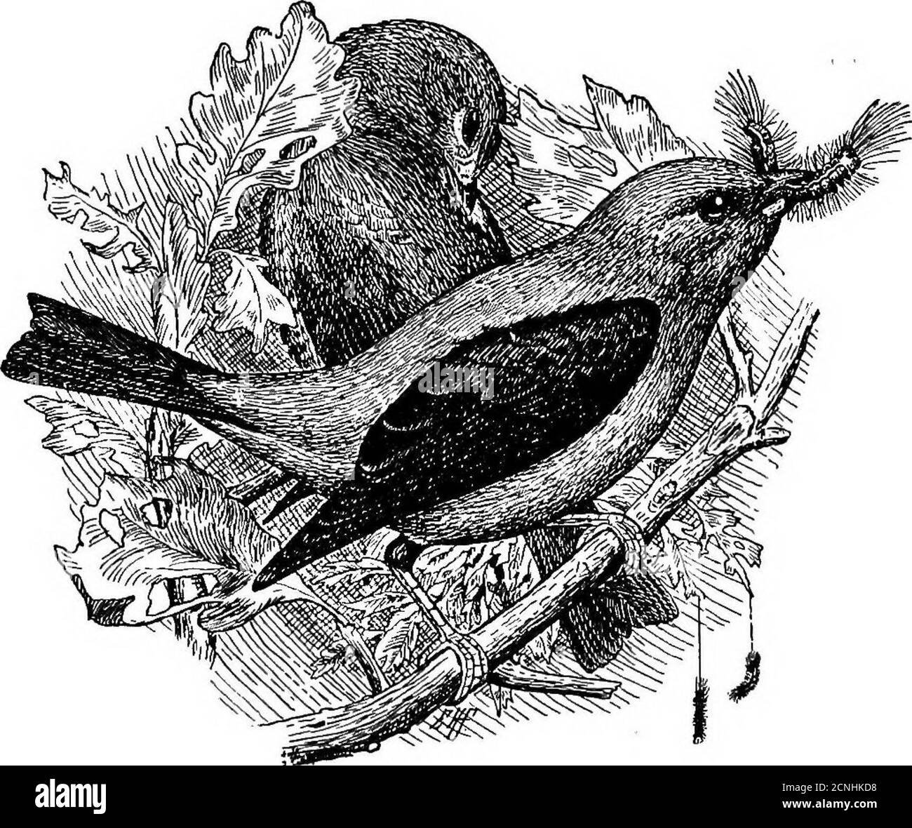. Nützliche Vögel und ihr Schutz. Mit kurzen Beschreibungen der häufigsten und nützlichen Arten von Massachusetts, mit Konten ihrer Ernährungsgewohnheiten, und ein Kapitel über die Mittel der Anziehung und Schutz von Vögeln. Schwein. 76. – gute Arbeit im Obstgarten. TANAGERS. Diese Gruppe von brillanten Waldvögeln ist hier nur zwei Arten vertreten; eine davon, der Sommer-Tanager, ist sehr selten zu sehen; der gemeinsame Scharlach-Tanager ist einer der wertvollsten Vögel von Obstgarten und Wald. 212 NÜTZLICHE VÖGEL. Scharlachrote Tanager.Piranga erythromelas. Länge. - etwa 7 Zoll. Erwachsene, Männlich. - gesamte Körper bri Stockfoto
