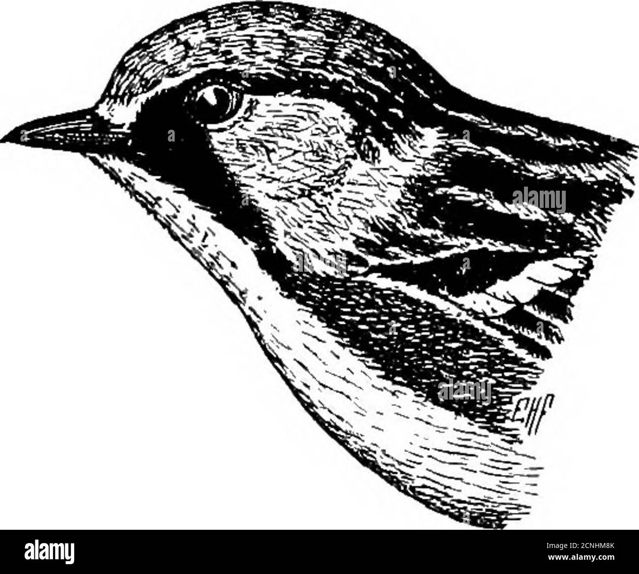 . Nützliche Vögel und ihr Schutz. Mit kurzen Beschreibungen der häufigsten und nützlichen Arten von Massachusetts, mit Konten ihrer Ernährungsgewohnheiten, und ein Kapitel über die Mittel der Anziehung und Schutz von Vögeln. ods. Itsfood bei solchen Gelegenheiten, wenn es zu Boden absteigt, ist nicht sehr bekannt, aber es nimmt oft bis Schnittwurm Motten Thathid dort, und Gentry sagt, dass es Regenwürmer frisst. Kastanienwaldsänger.Dendroica pensylvanica. Länge. - etwa 2,5 Zoll. Erwachsene, Männlich. - Oberseite des Kopfes gelb; Rückseite gelb und ashig, schwarz-gestreift; Ohrpflaster und Flügelstangen, große Flecken Stockfoto