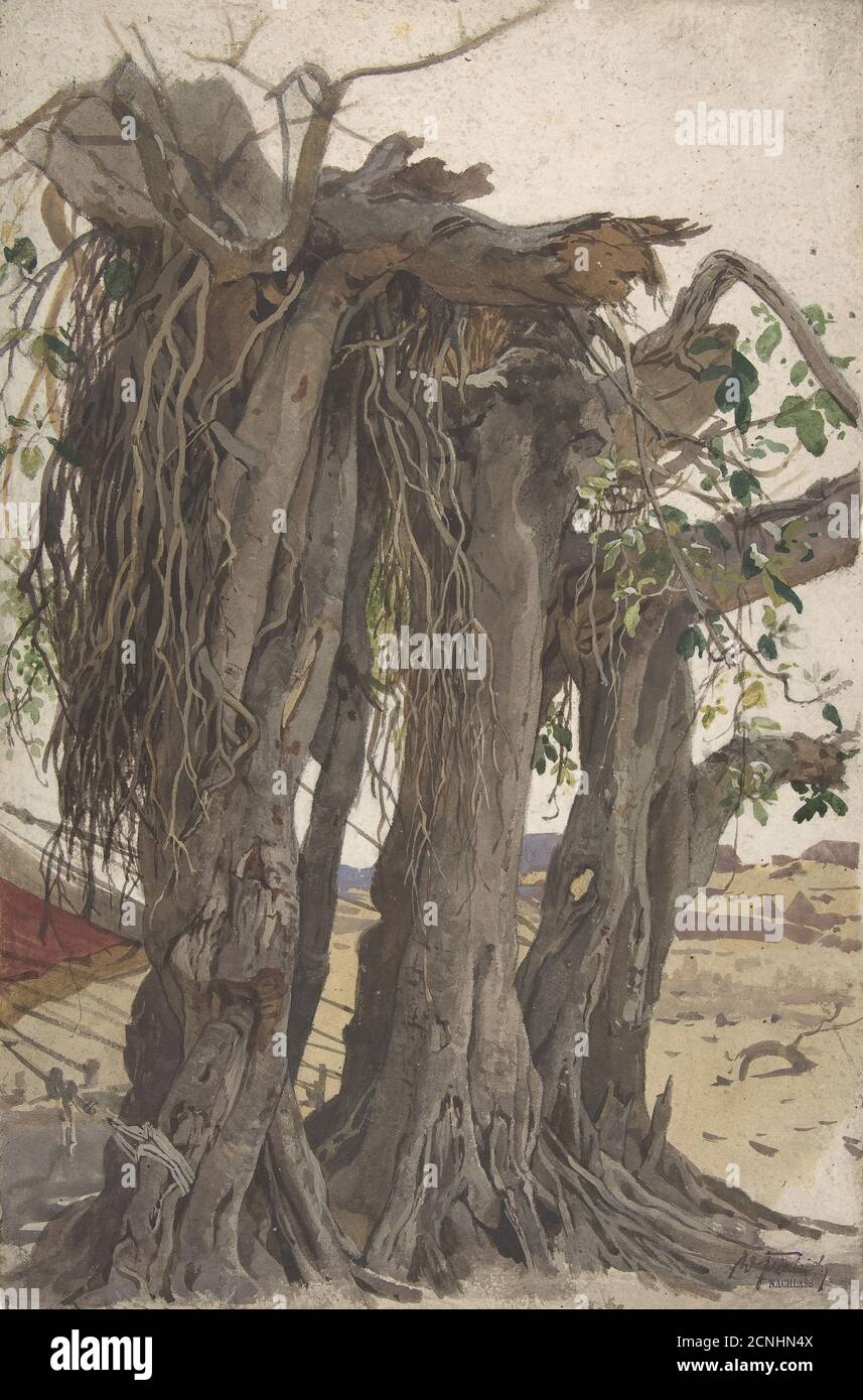 Studie eines Stumpfes mit Luftwurzeln, Mitte des 19.-frühen 20. Jahrhunderts. Stockfoto
