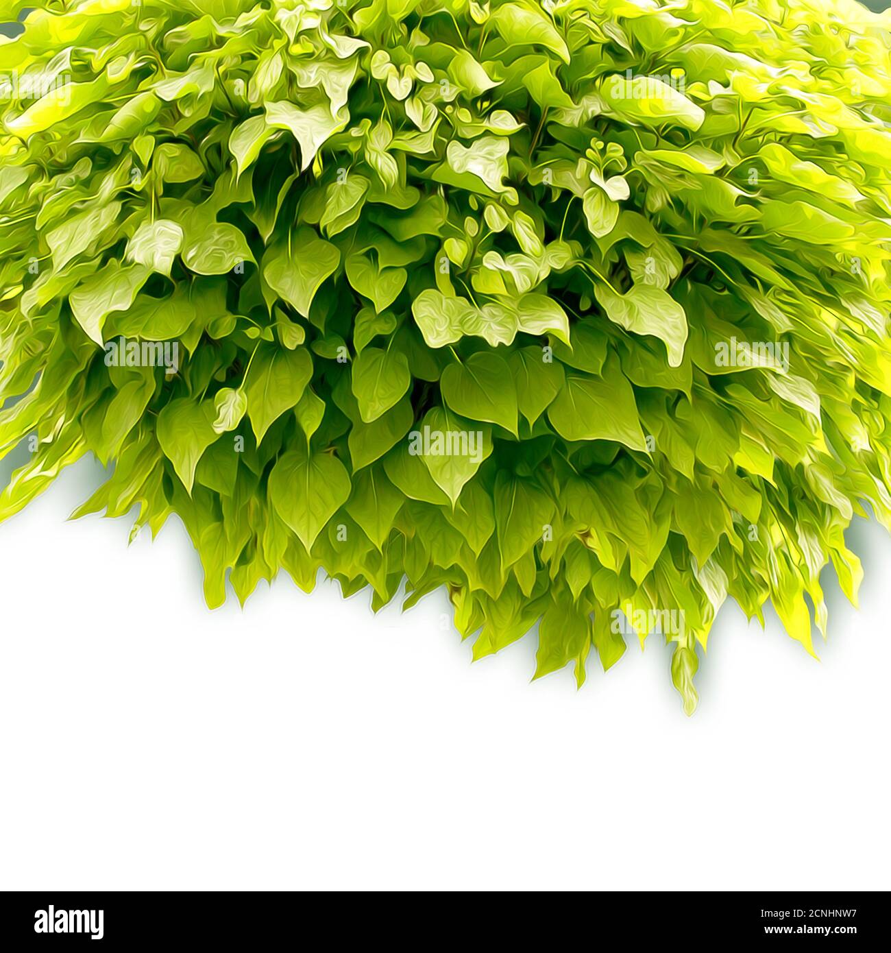 Hellgrünes Laub Stockfoto