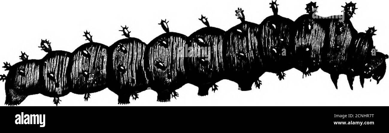 . Nützliche Vögel und ihr Schutz. Mit kurzen Beschreibungen der häufigsten und nützlichen Arten von Massachusetts, mit Konten ihrer Ernährungsgewohnheiten, und ein Kapitel über die Mittel der Anziehung und Schutz von Vögeln. Die Fachwerk i-iver Böden. Die Set-tler eingeführt Insektenschädlinge auf importierten Bäumen. Die Ene-. mies von Bauminsekten abwesend, weil das Land von gut-gewachsenen Hainen und Obstgärten, die Insektenmultitliplid und überlief die Sämlinge Bäume war; die größeren Motten, wie cecropia und polyphemus, waren die schlimmsten Schädlinge von allen, die schnell zunaechst, fressend und maki Stockfoto