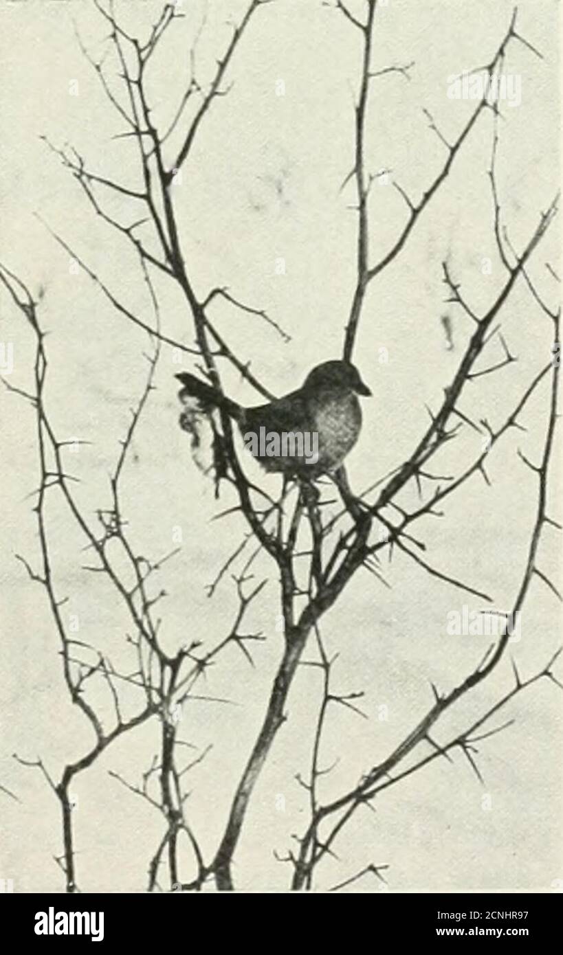 . Audubon . Es ist Teil ihrer Leben. Nehmen wir an, man sollte zum Beispiel die Migration der Vögel studieren. Tun Sie notwait, bis die Vögel beginnen, im Frühling zurückzukommen, beginnen Sie jetzt. Starten Sie den Vogel Kalander mit den Wintervögeln. Viele von ihnen sind wandernd und verbringen lediglich den Winter bei uns. Es ist eine gute lessonto herauszufinden, welche sie sind. Der Vogel Kalendar wird mehr als eine gute Ziehstunde machen. Beziehen Sie sich auf die März-April Bird-Lore von 1920 für Ideen über die makingof der Kalender und Informationen über die Migration der Vögel. Holen Sie sich Ihre Vogelbücher und schauen Sie sich die Nistplätze der Snow BU an Stockfoto