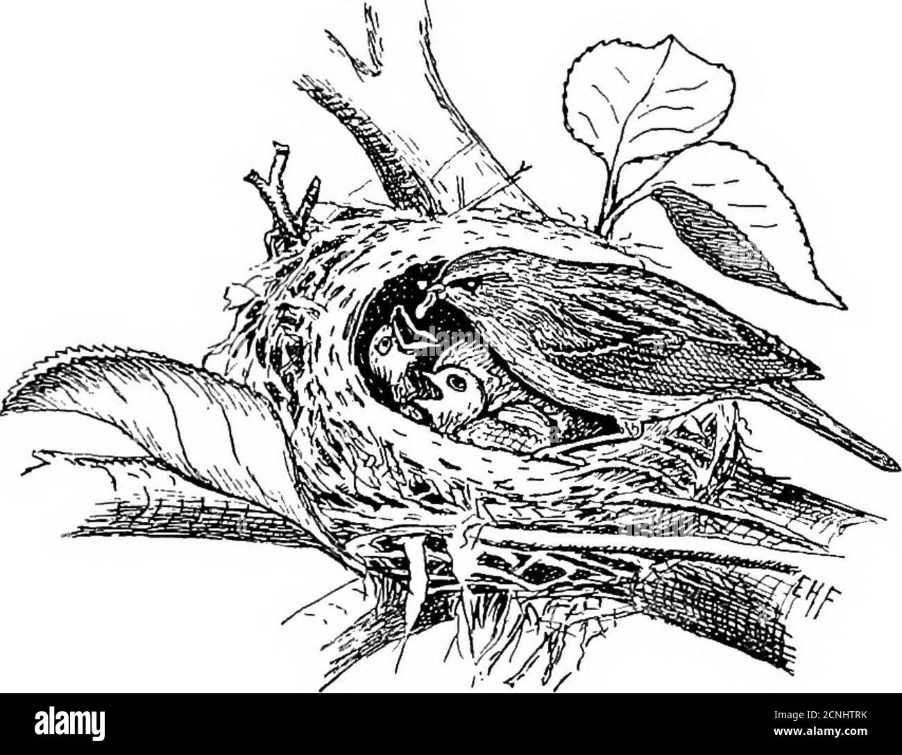 . Nützliche Vögel und ihr Schutz. Mit kurzen Beschreibungen der häufigsten und nützlichen Arten von Massachusetts, mit Konten ihrer Ernährungsgewohnheiten, und ein Kapitel über die Mittel der Anziehung und Schutz von Vögeln. PLATTE V. - Chickadee. Weibchen, mit Masse von Insekten im Lierbeat;, Einfahrt- nistende Ijox am Autliorfenster. (Aus Ameri-can Ornitliology.J WERT DER VÖGEL ZUM MENSCHEN. 55 habt sowohl die Zeit als auch die Geduld, den ganzen Tag lang die Fütterung der Jungvögel zu beobachten. Dr. C. M. Weed und Herr W. F.Fiske haben diese Leistung jedoch vollbracht. Sie bewachen das Nest eines Chipping Sparrow aus dem Jahr 3.40 Stockfoto