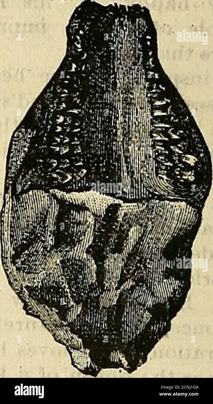 . Der Hawkeye Ornithologe und Oologe . Der zweite Schnitt ist ein minderwertiger und stellt unvollkommen den Zahn dar, vielleicht des gleichen Tieres. Der Oberkiefer mit dieser Zahnform und der Oberkiefer, der den früheren Zahn enthält, wurden in einem kompletten Kopf zusammengefuellt.Set., nennen wir den ehemaligen Brontothe-rium und den letzteren Titanotheriumbeide gehören zur Familie genannt Brontotheridae. Die Titanptherhim zurück molarhas drei Kämme und ist 4 bis 5 incheslong durch 2 Zoll breit, und-der Nestzahn in Richtung der Vorderseite hat aber twocrusts. Der äußere Rand der Reste beider Arten ist scharf Stockfoto