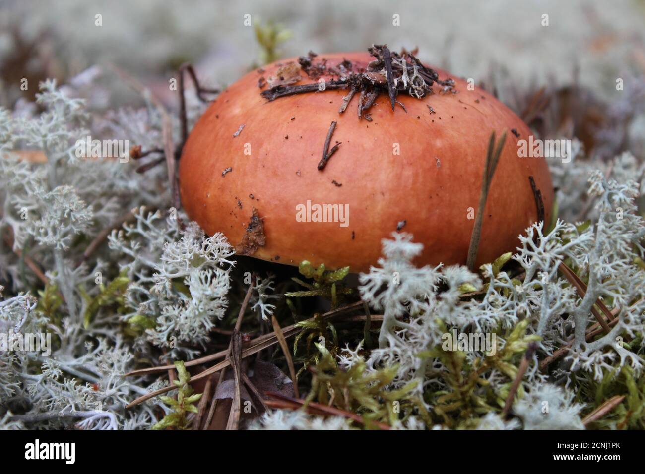 Pilz versteckt in weißem Moos Stockfoto