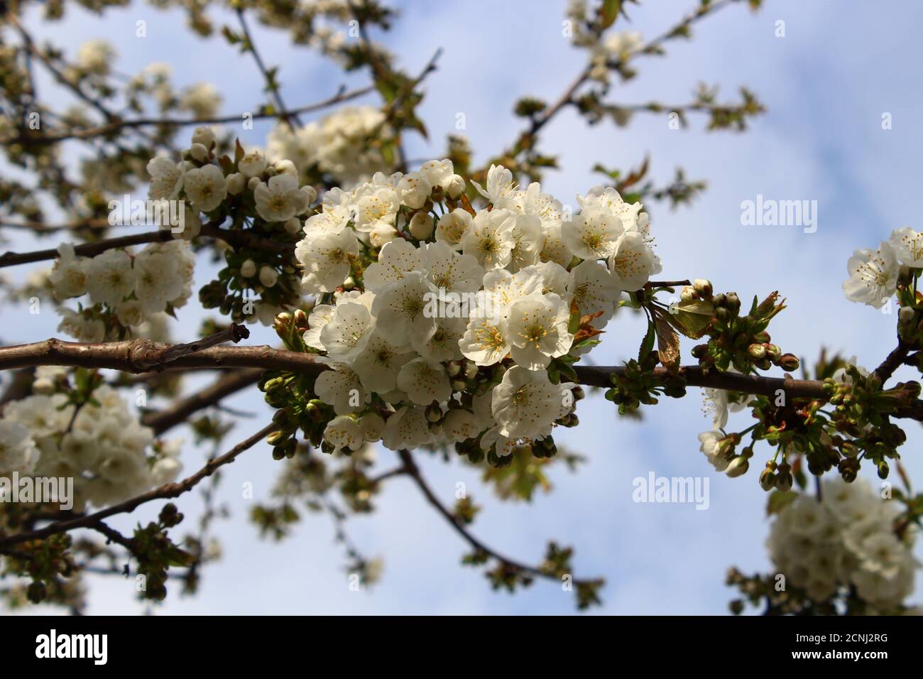 Anfang des Frühlings und die Kirschblüten blühen Stockfoto
