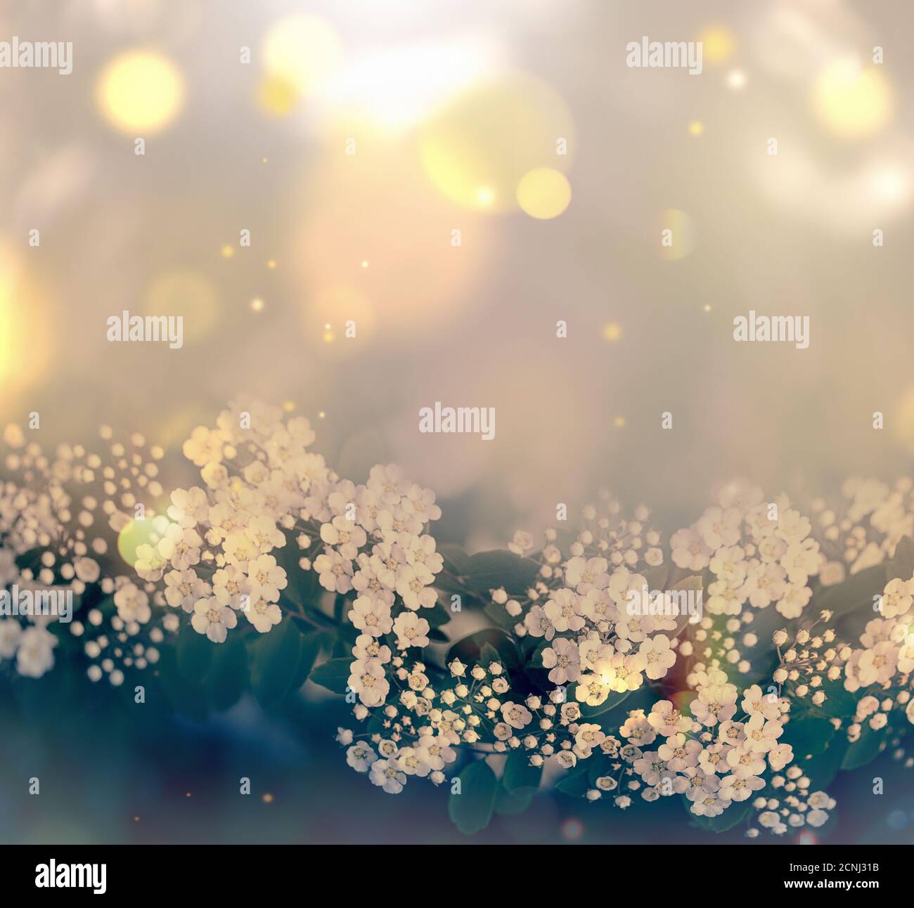 abstrakte Blumen Hintergrund Stockfoto