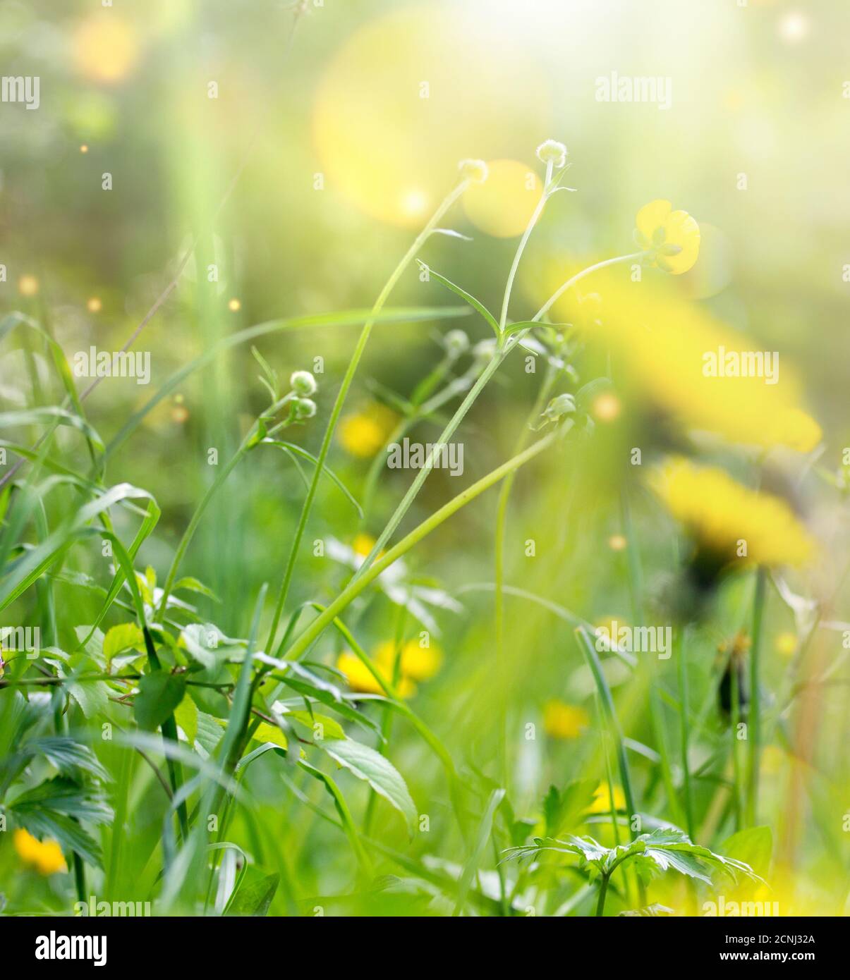 abstrakte Blumen Hintergrund Stockfoto
