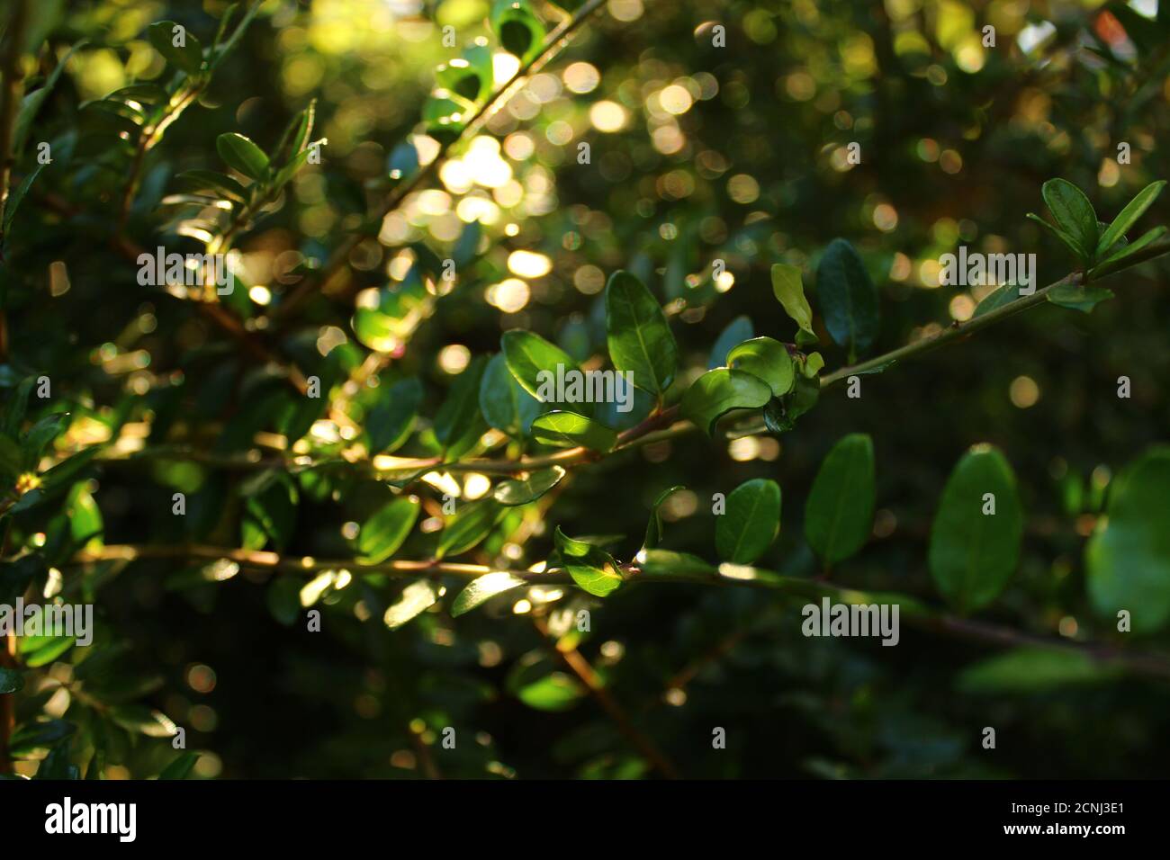 Kleine grüne Blätter funkeln bei Sonnenuntergang Stockfoto