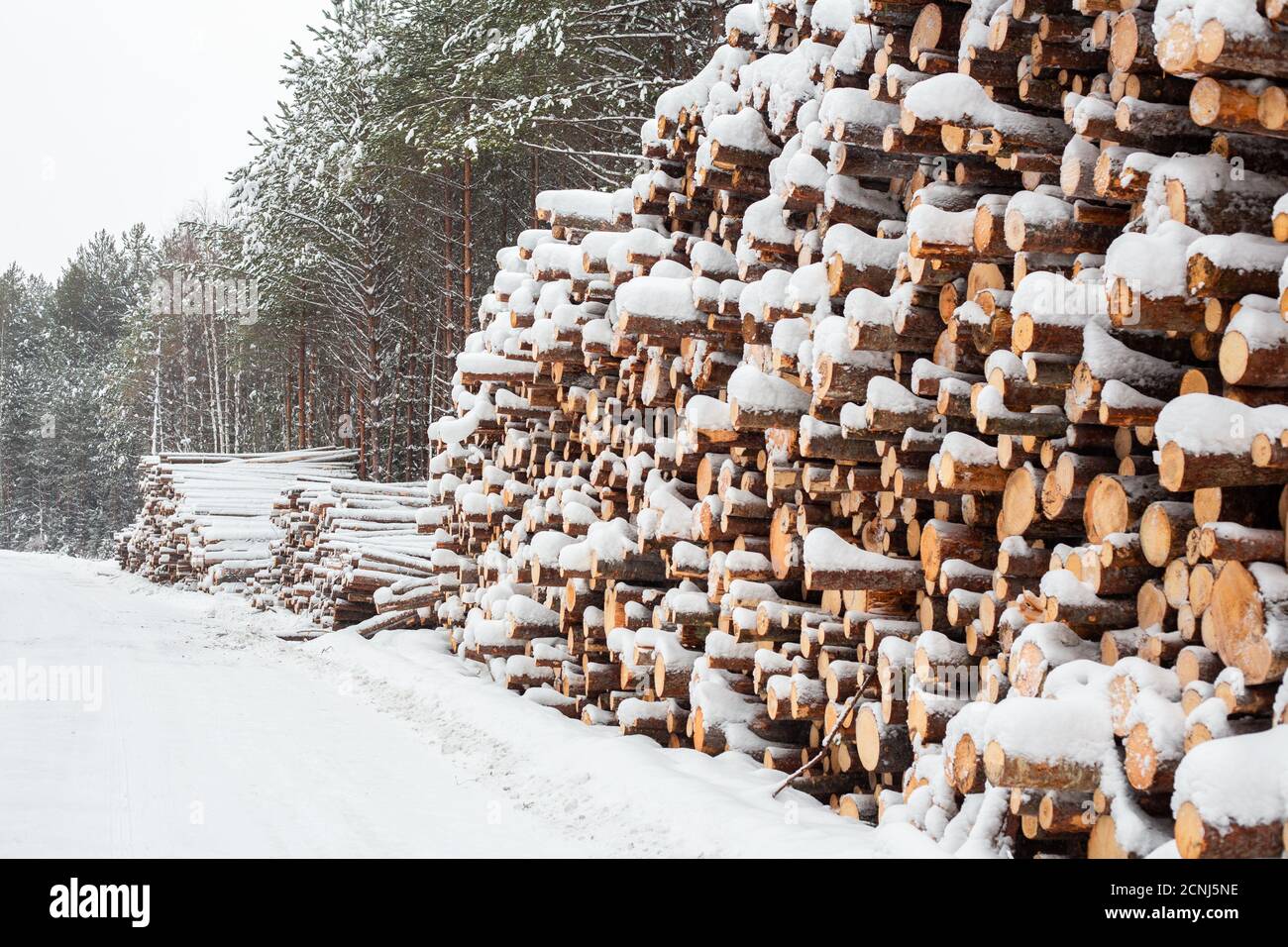 Holzstämme lagern unter Schnee im Winterwald - Bild Stockfoto