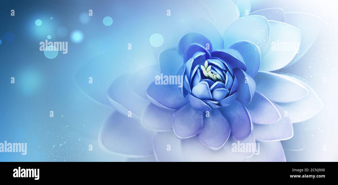lily Blume auf hellem Hintergrund Stockfoto