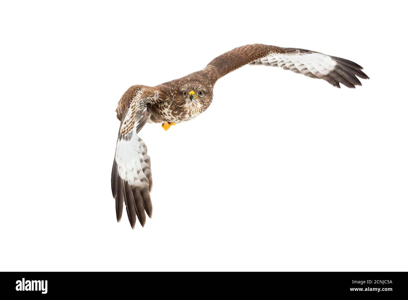 Gemeiner Bussard fliegt in der Luft isoliert auf weißem Hintergrund. Stockfoto