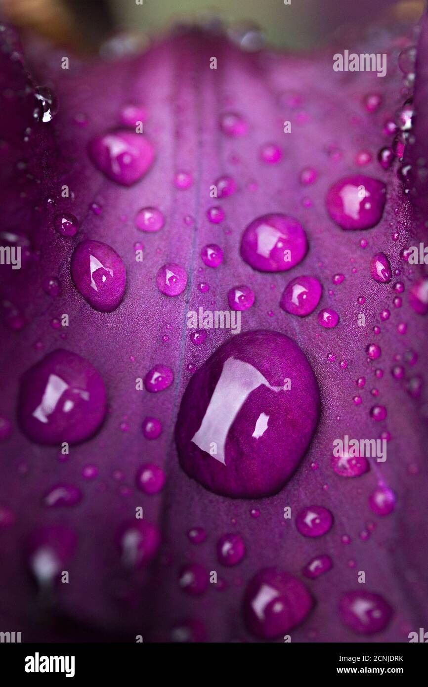 Tau-Tropfen auf einem lila Blütenblatt Nahaufnahme Stockfoto