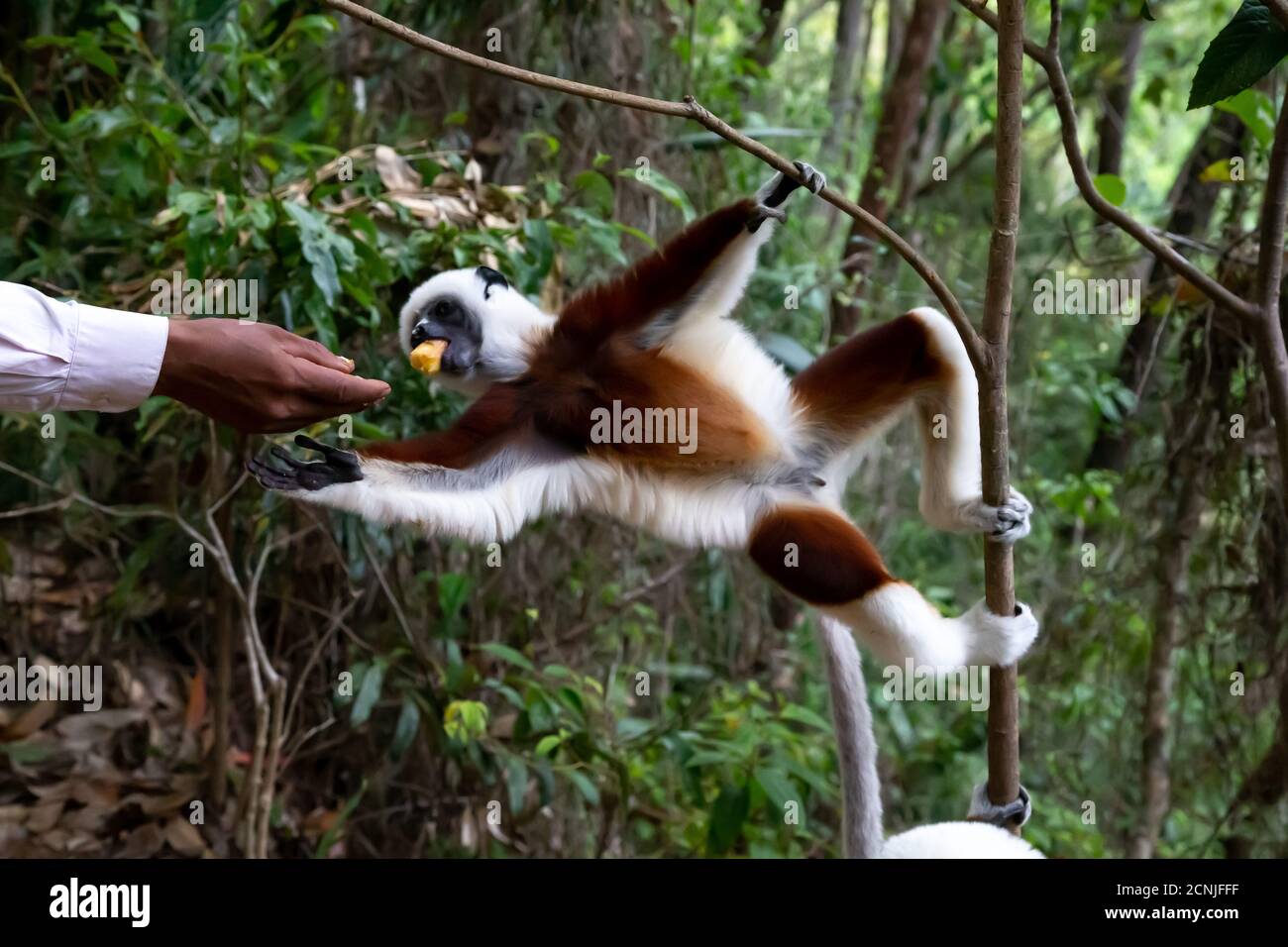 Ein Sifaka Lemur bekommt von jemandem eine Banane Stockfoto