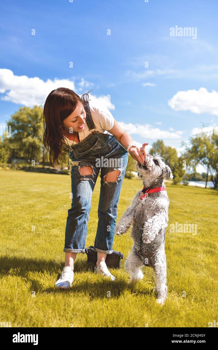 Kaukasische Frau trainiert und füttert ihren geliebten Schnauzer Hund im Park. Konzept der Liebe zu Tieren. Beste Freunde Stockfoto