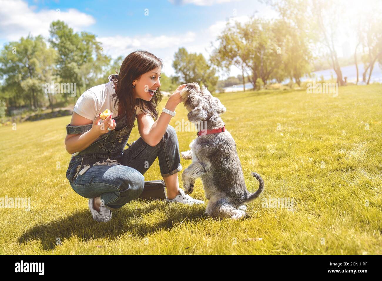 Kaukasische Frau trainiert und füttert ihren geliebten Schnauzer Hund im Park. Konzept der Liebe zu Tieren. Beste Freunde Stockfoto