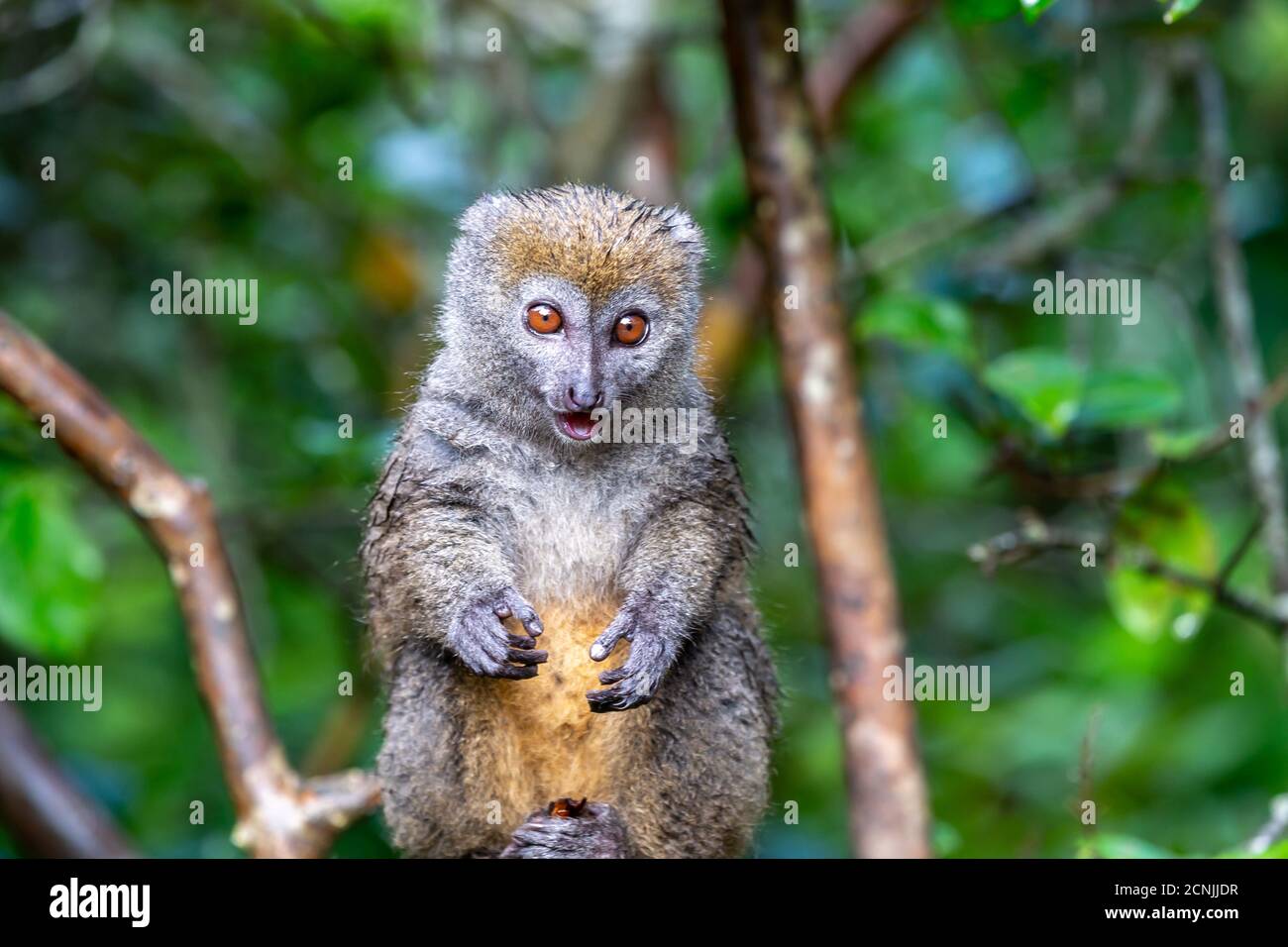 Ein Lemur beobachtet die Besucher vom Ast eines Baumes aus Stockfoto