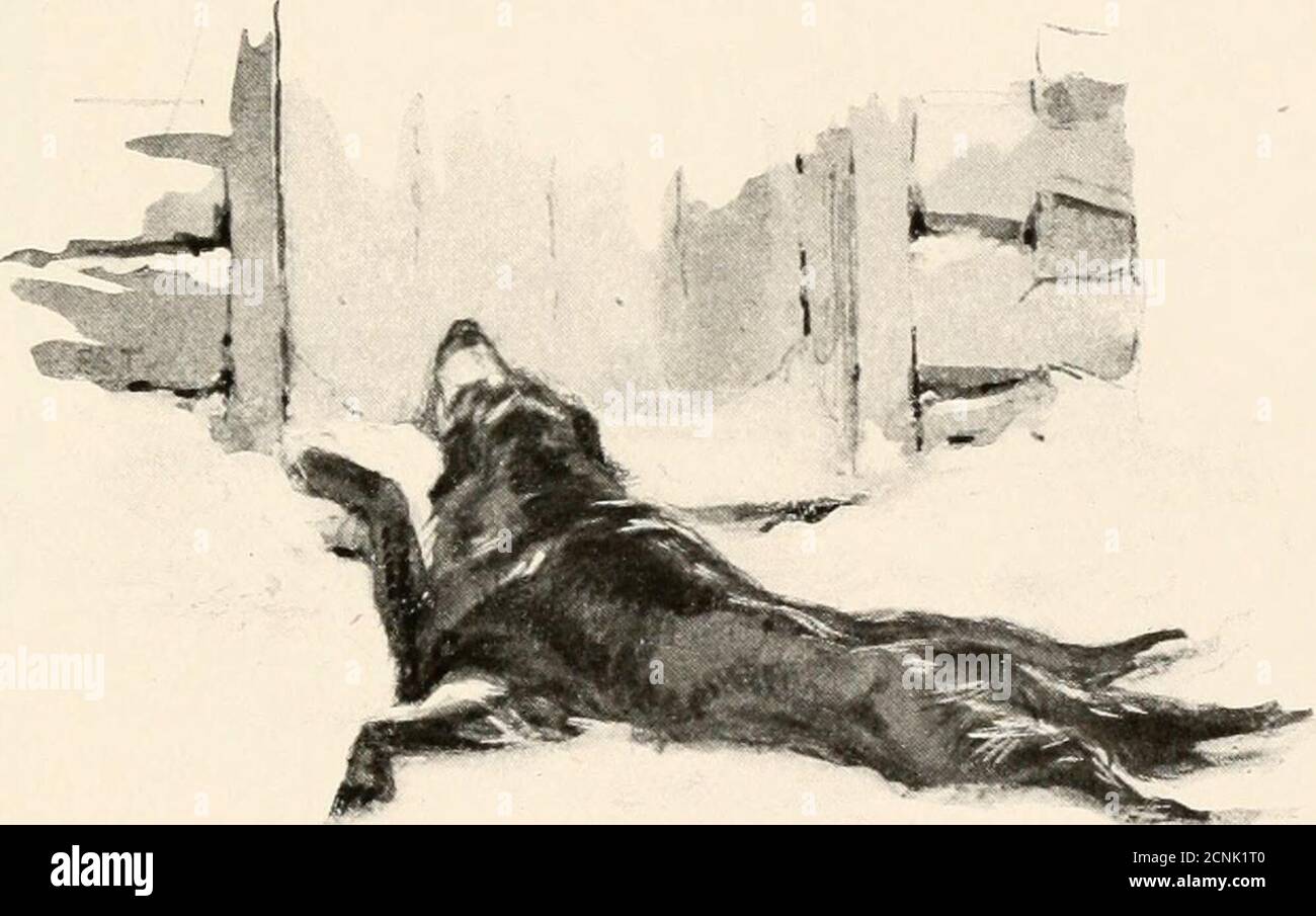 . Wilde Tiere, die ich gekannt habe: Und 200 Zeichnungen. Ng und das Beobachten des tim-ber-Trail; Und endlich, als die Nacht kam, hatte er sich trotz der Versuche, ihn zu verhaften, in die Finsternis gesetzt und von einem Wissen geleitet, das jenseits von uns lag, rechtzeitig den Ort erreicht, um mich zu rächen und mich freizumachen. Der alte Bing - er war ein seltsamer Hund.Obwohl sein Herz bei mir war, ging er am nächsten Tag mit kaum einem Blick, aber mit Eifer geantwortet, als der kleine Gordon ihn zu einer Gopherjagd rief. Und es war so bis zum Ende; und bis zum Ende lebte er auch das Wolfsleben, das er liebte, und nie versäumte, den Sieg-ter-töteten h zu suchen Stockfoto